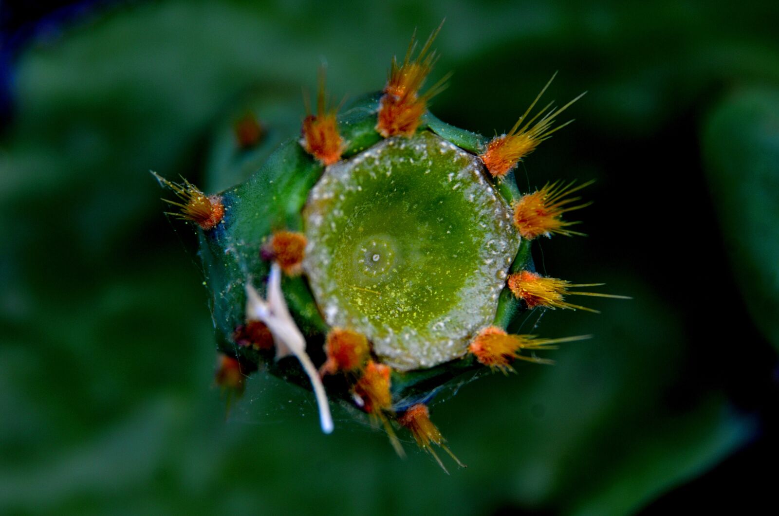 Nikon D7000 sample photo. Nature, flowers, beauty photography