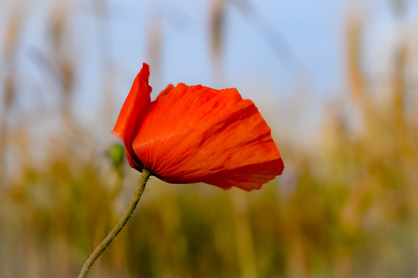 Nikon D3300 sample photo. Poppy, wildflower, nature photography