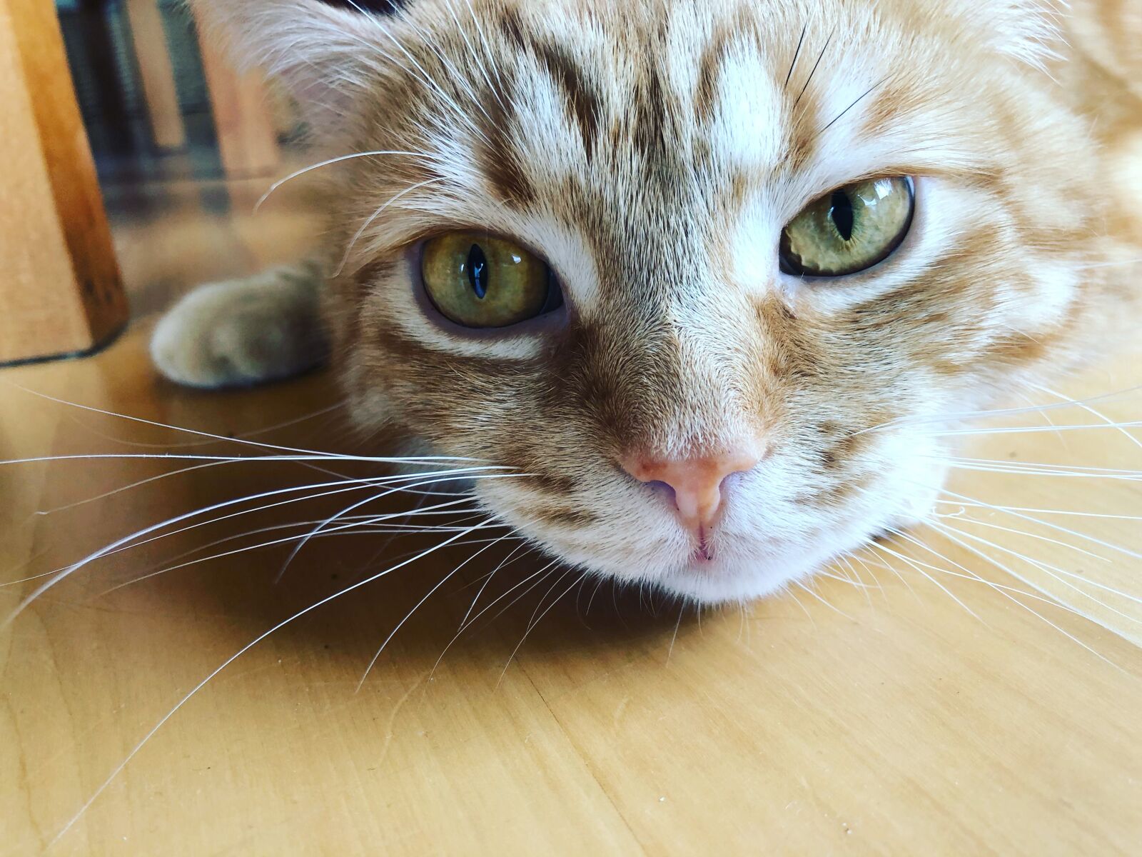 iPhone 8 back camera 3.99mm f/1.8 sample photo. Katze, kätzchen, gustaf photography