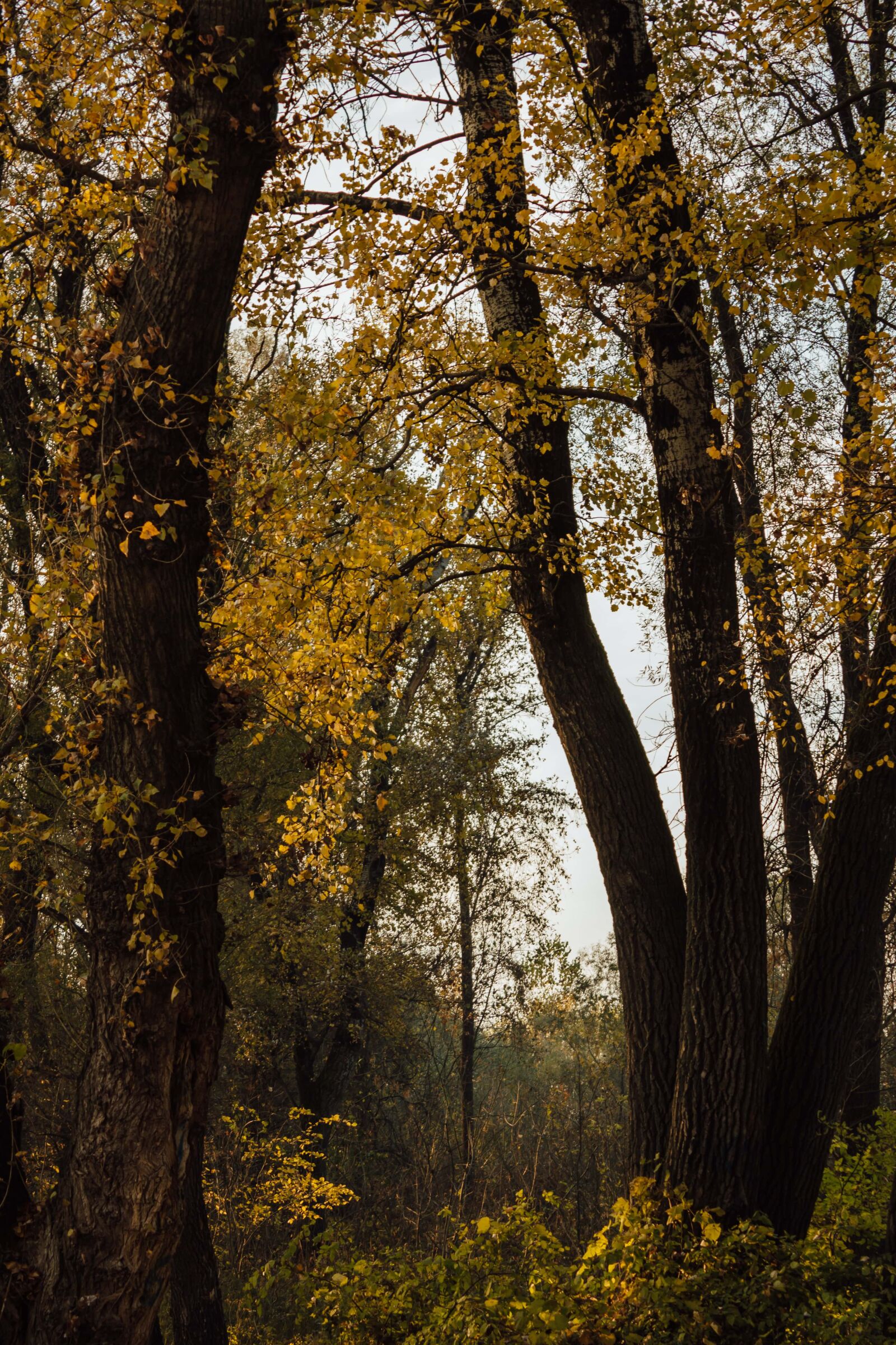 Canon EF-S 18-55mm F3.5-5.6 IS sample photo. Trees, forest, autumn, leaf photography