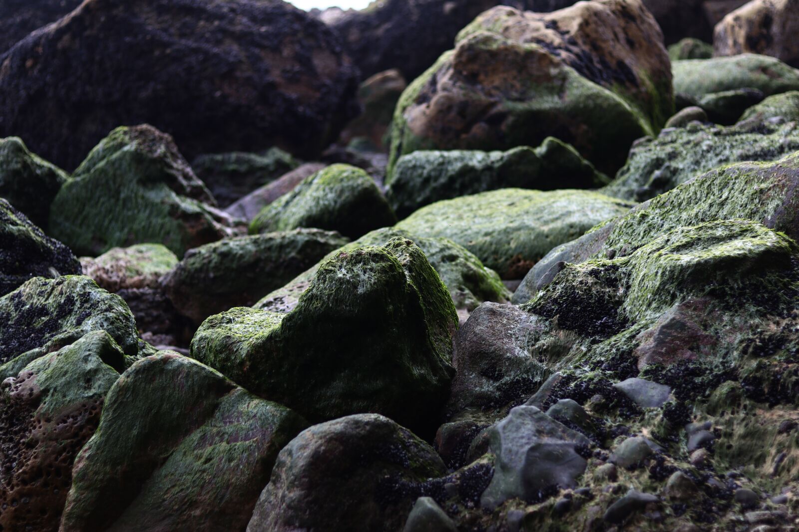 Canon EF 50mm F1.8 STM sample photo. Stone, moss, natural photography