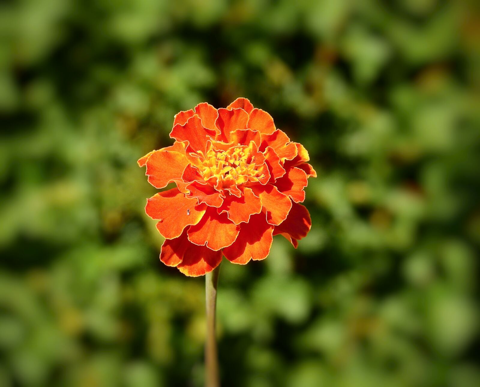 Nikon Coolpix P900 sample photo. Flower, closeup, nature photography