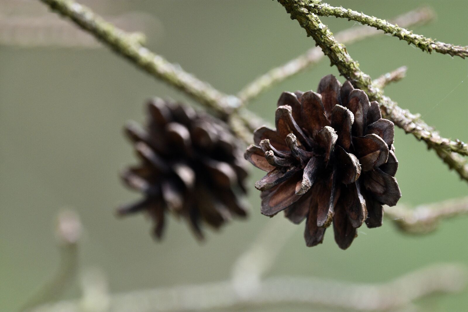 Nikon D3400 sample photo. Cones, pine cone, seeds photography