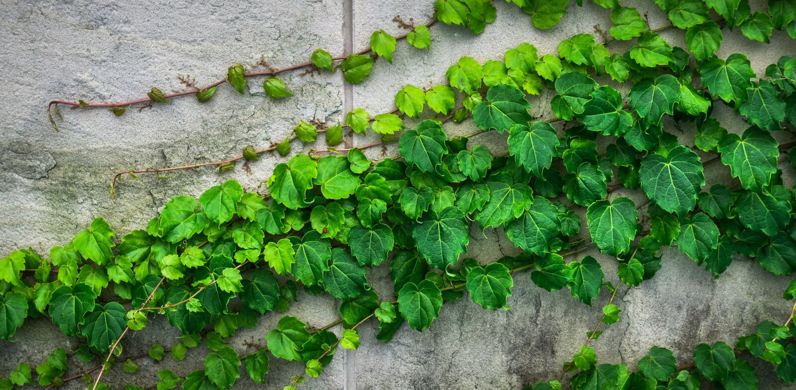 Sony E 30mm F3.5 Macro sample photo. Ivy, vine, the leaves photography