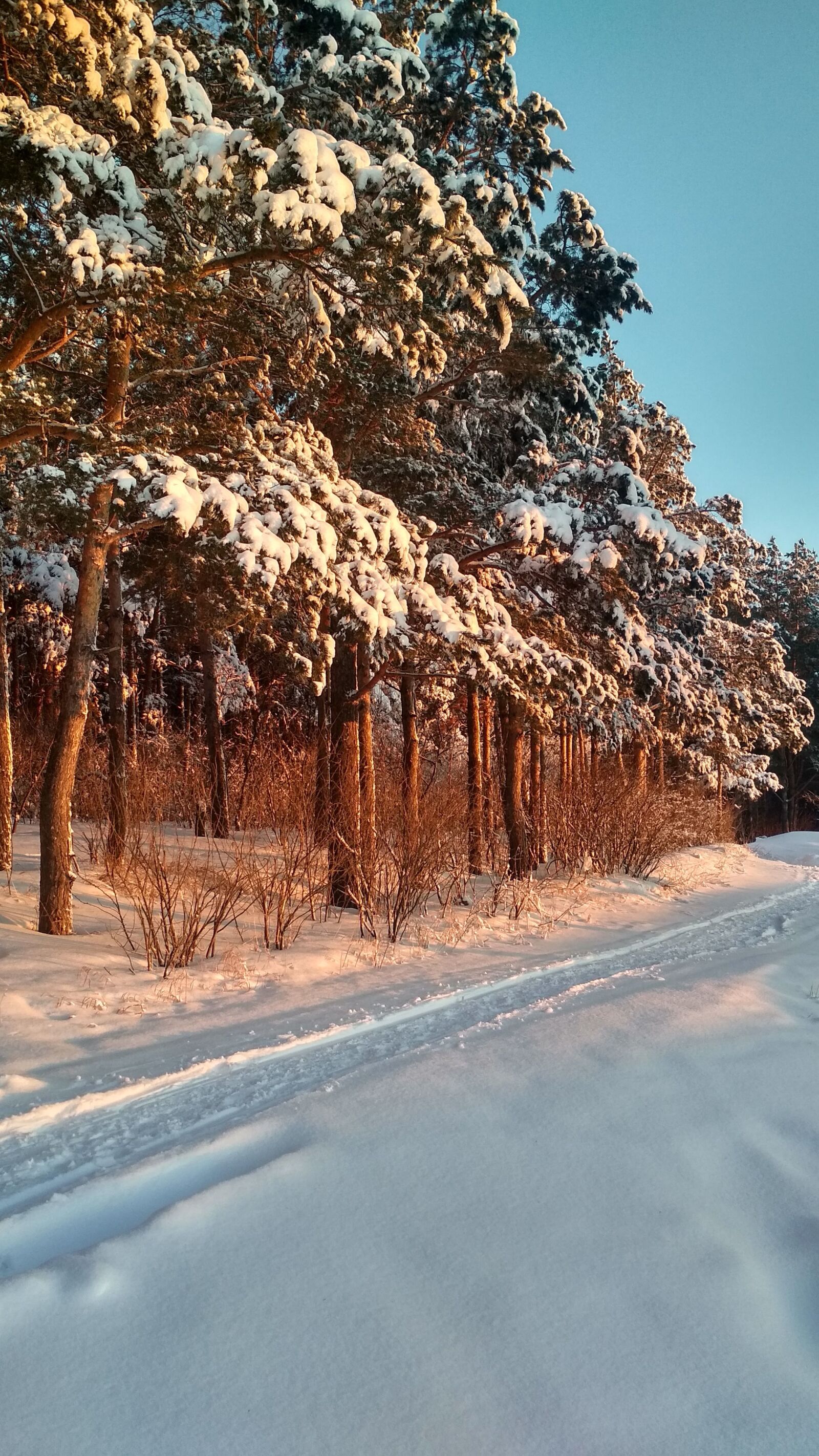 Xiaomi Redmi 4X sample photo. Forest, winter, frozen photography