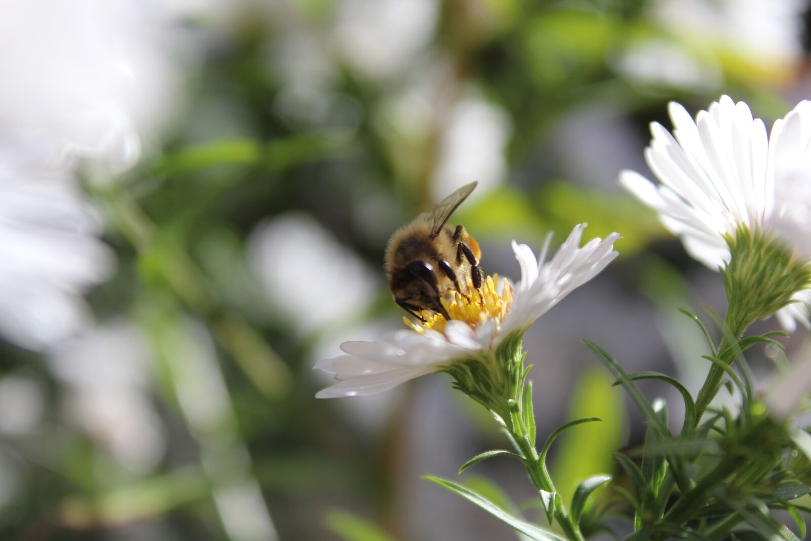 Canon EOS 1200D (EOS Rebel T5 / EOS Kiss X70 / EOS Hi) sample photo. Bee, insect, animal photography