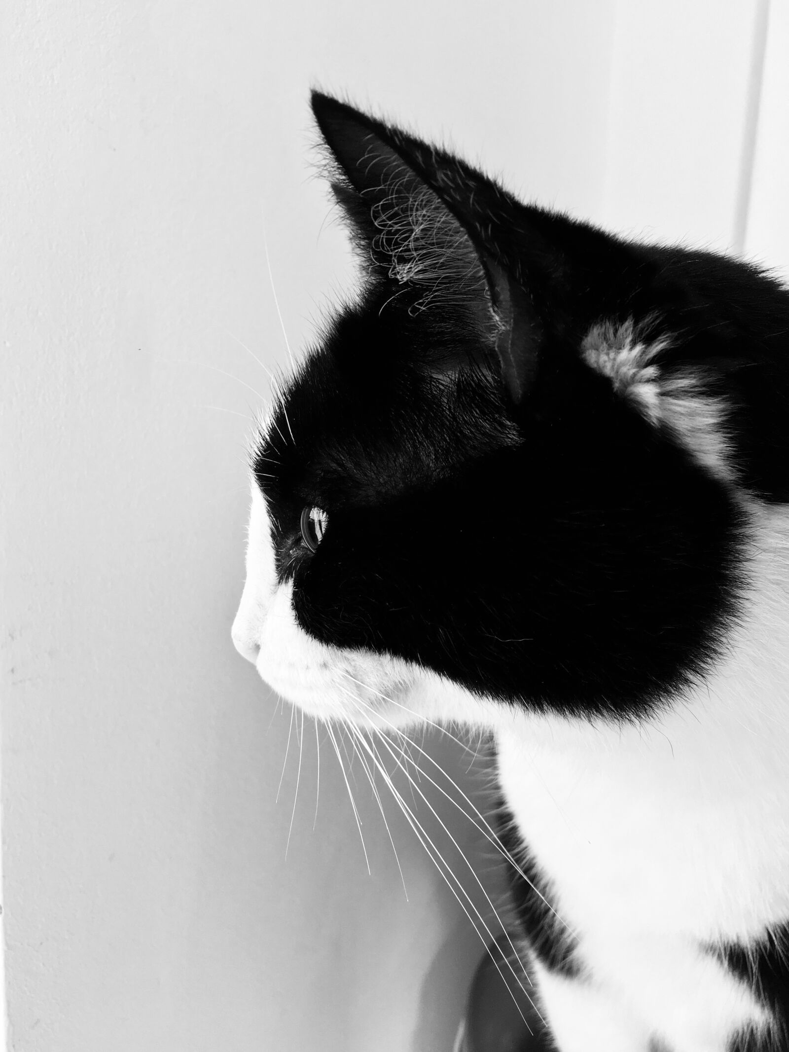 Apple iPhone 6s sample photo. Cat, cute, animal photography