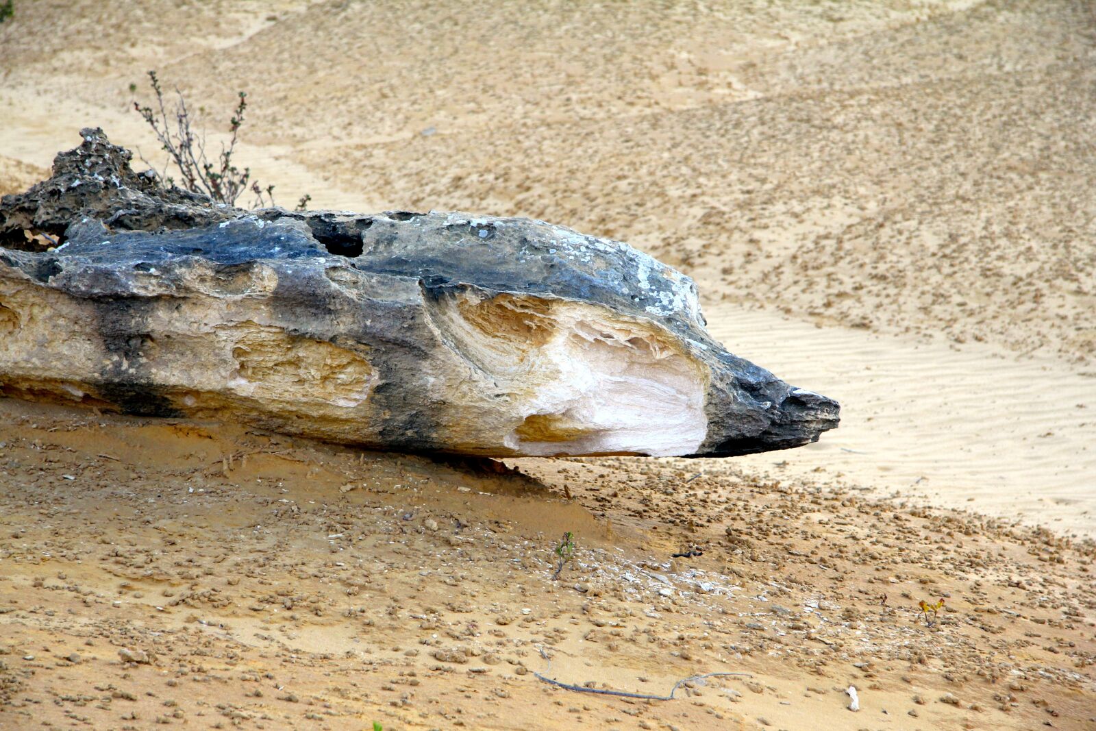 Canon EOS 550D (EOS Rebel T2i / EOS Kiss X4) sample photo. Creature, wood, sculpture photography