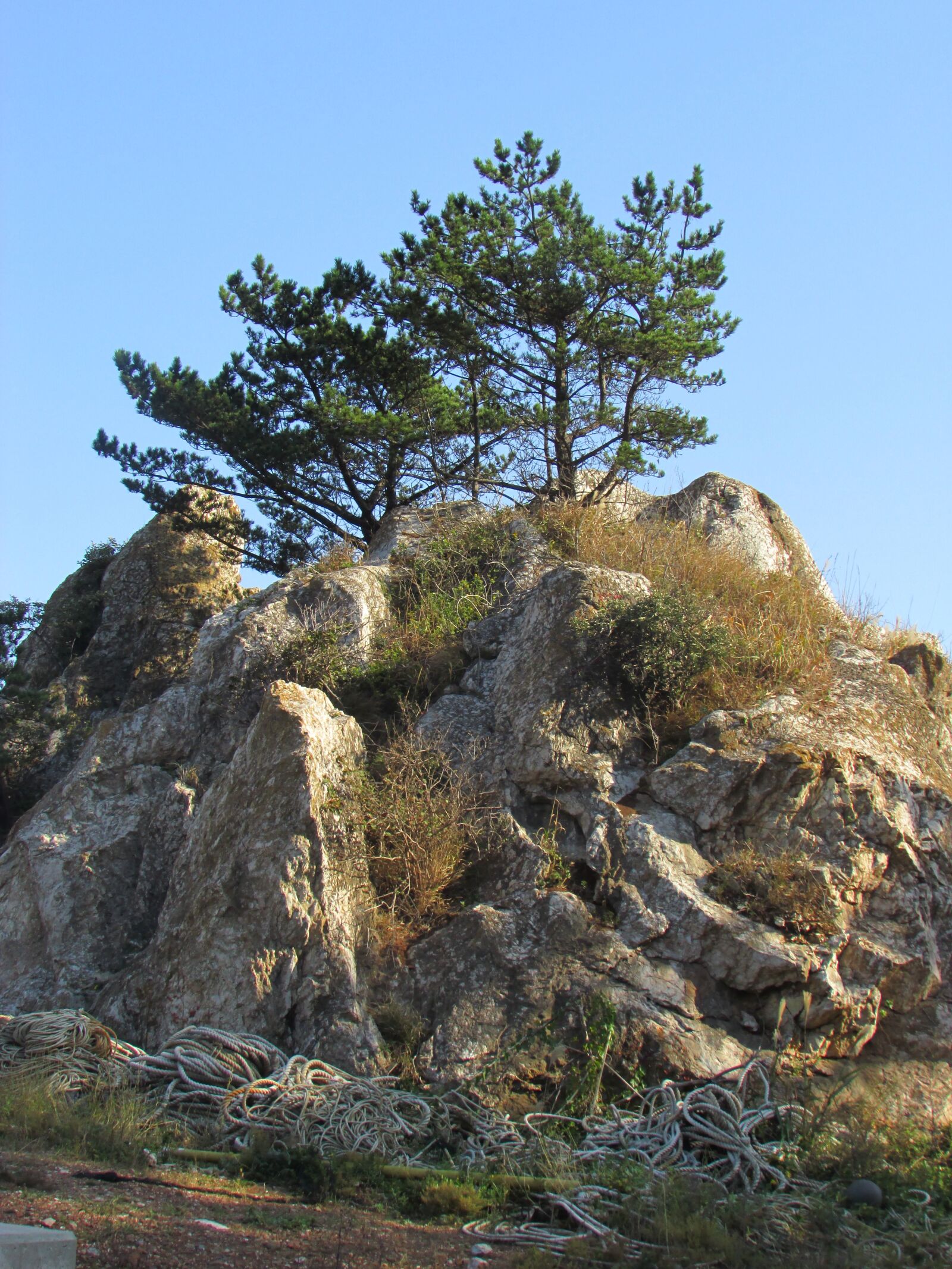 Canon PowerShot SX500 IS sample photo. Rock, pine, beach photography