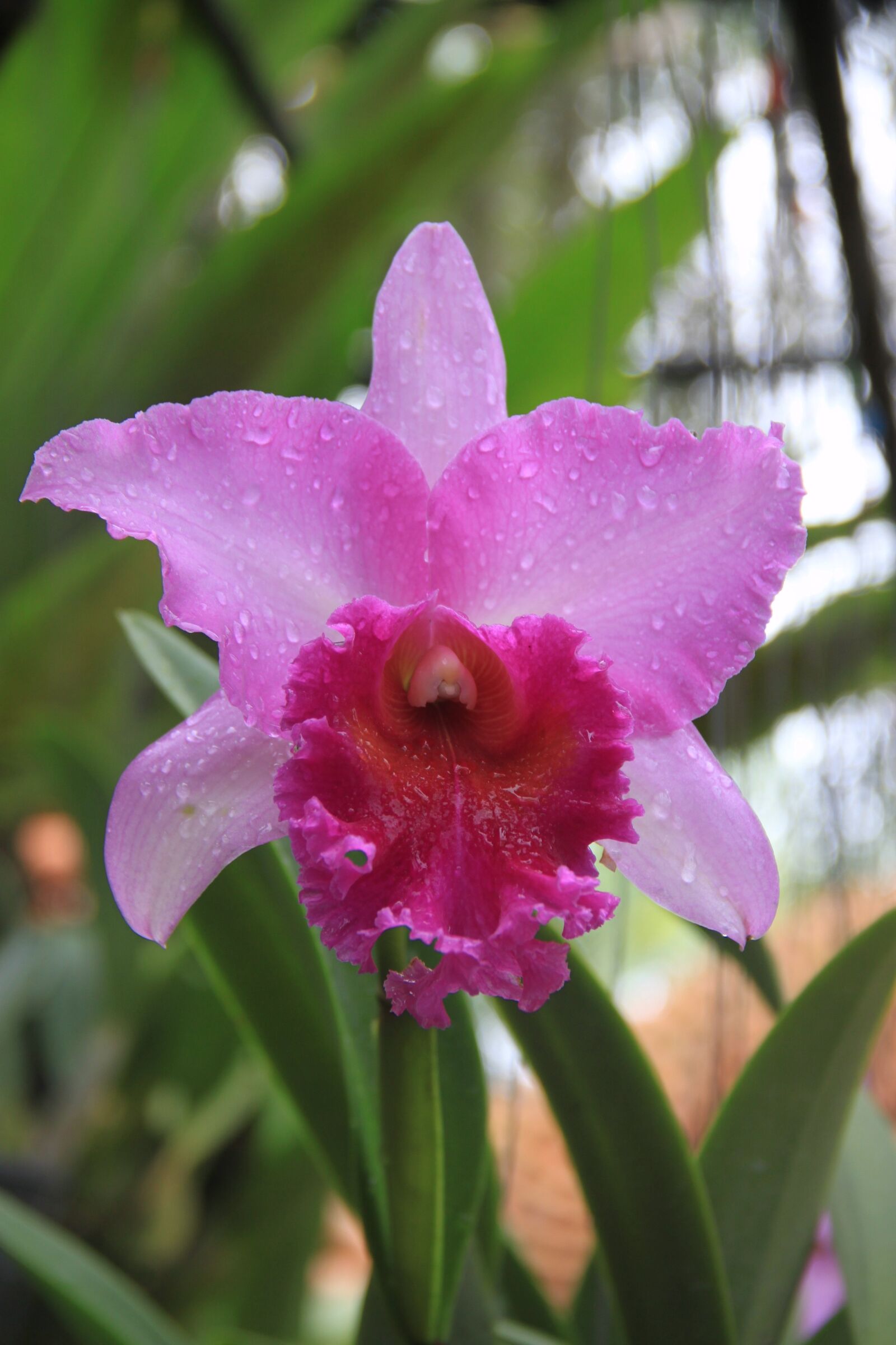 Canon EOS 500D (EOS Rebel T1i / EOS Kiss X3) sample photo. Orchid, flower, beautiful flower photography