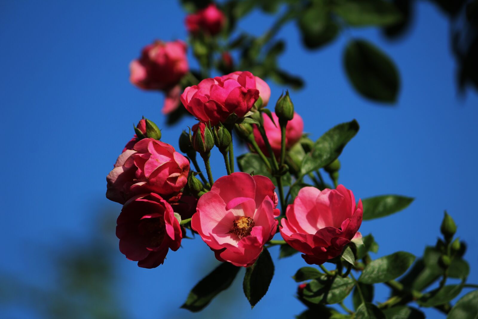 Canon EOS 1200D (EOS Rebel T5 / EOS Kiss X70 / EOS Hi) sample photo. Rose, angela, pink photography