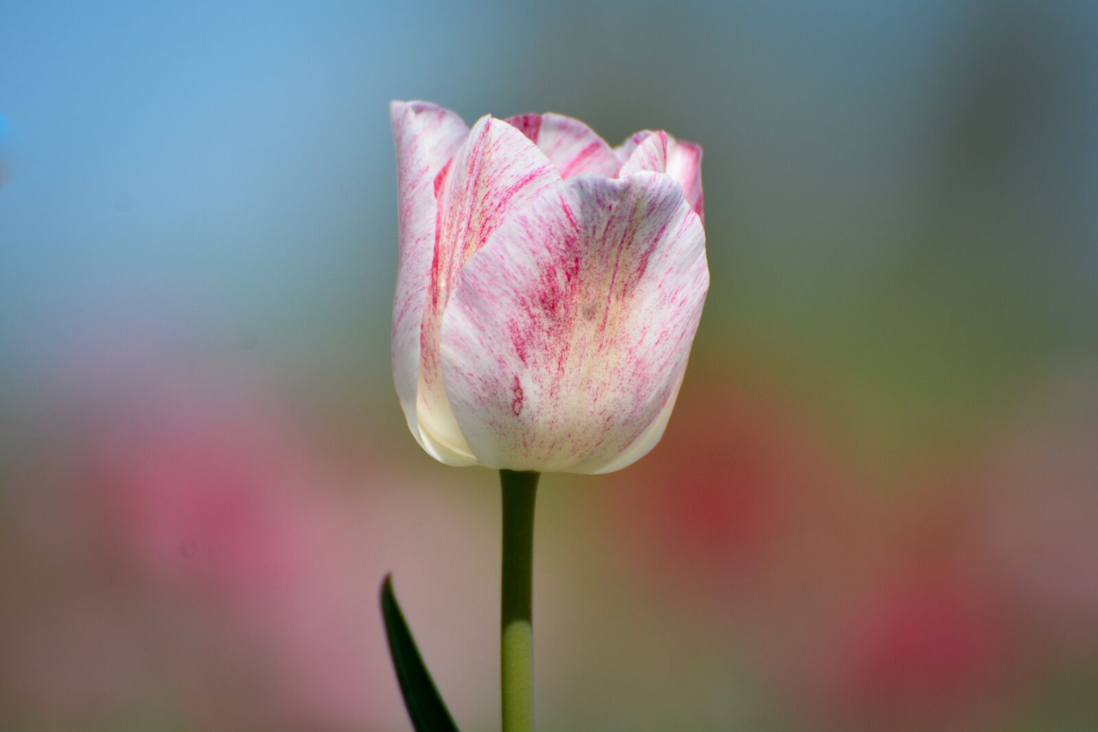 Nikon D7100 sample photo. Tulips, flower, holland photography