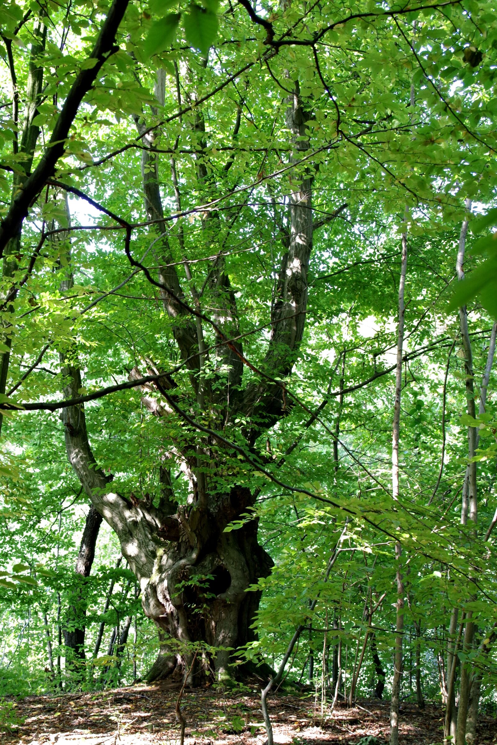Pentax K-S2 sample photo. Hornbeam, tree, forest photography