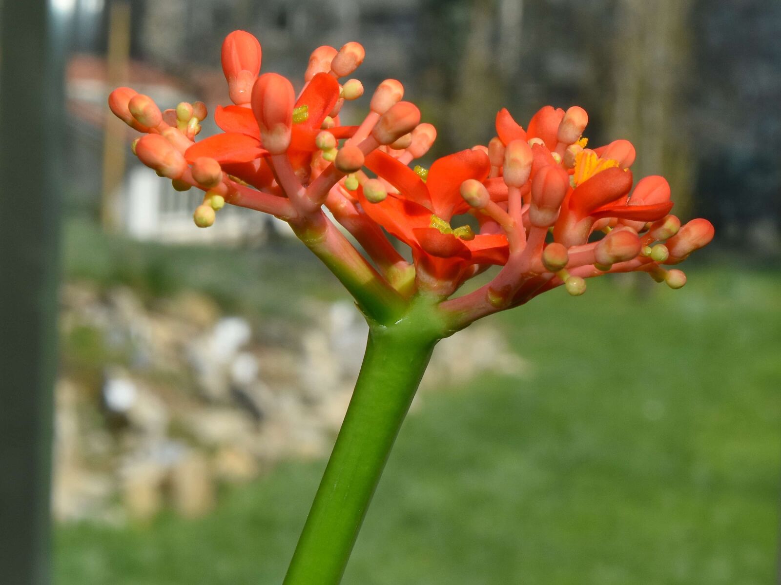 Nikon D5500 sample photo. Flower garden, spring, plant photography