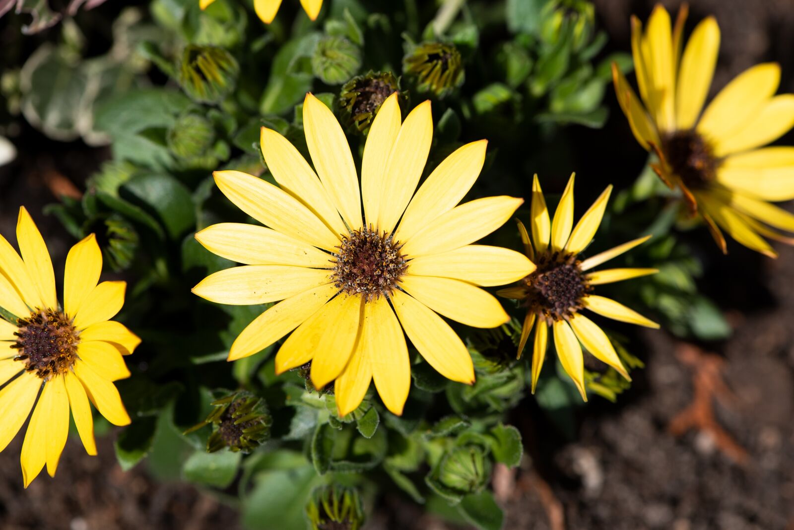 Nikon D750 sample photo. Cape daisies, flowers, yellow photography