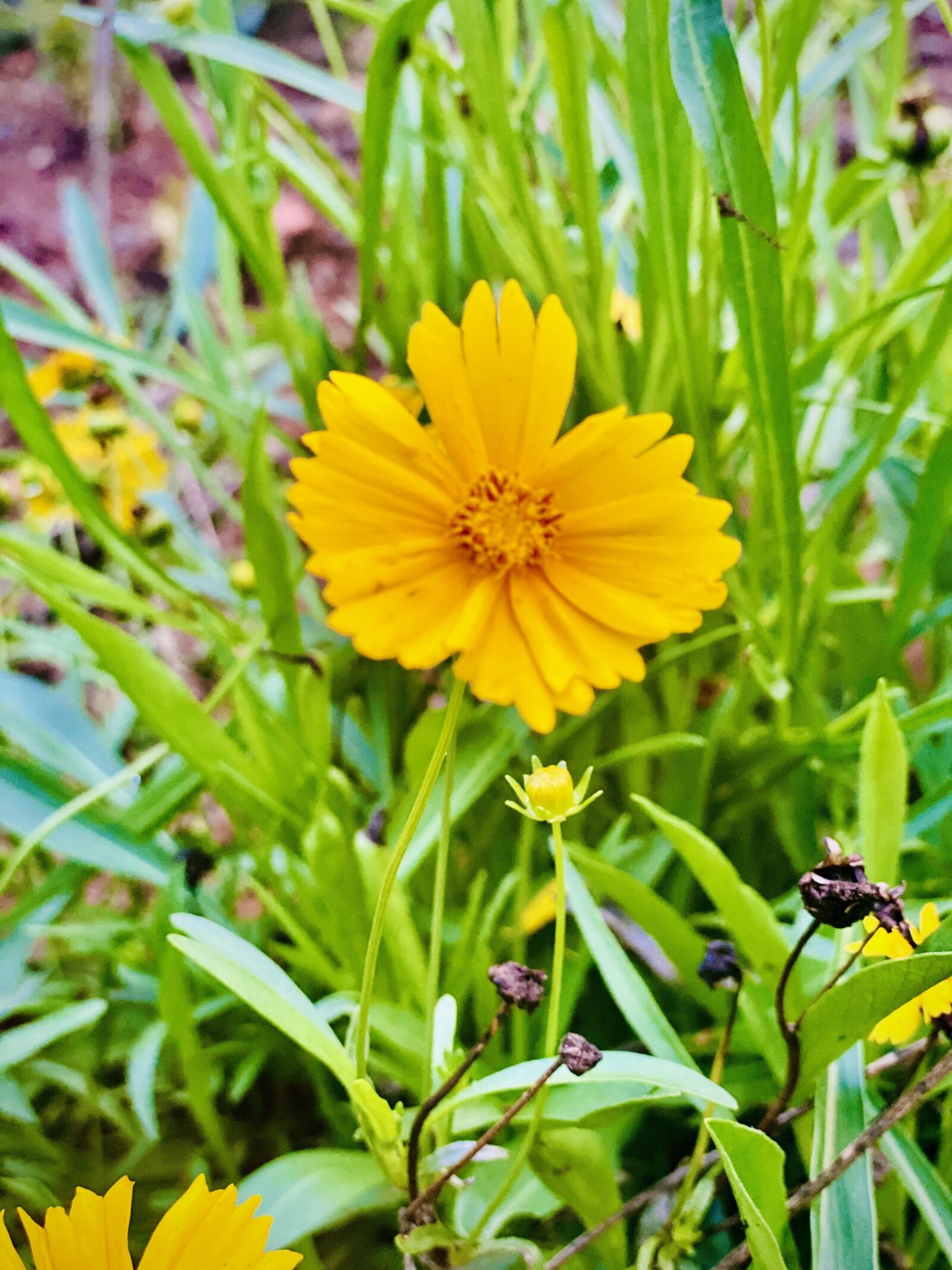 Apple iPhone 11 Pro Max sample photo. Nature, beautiful, flower photography