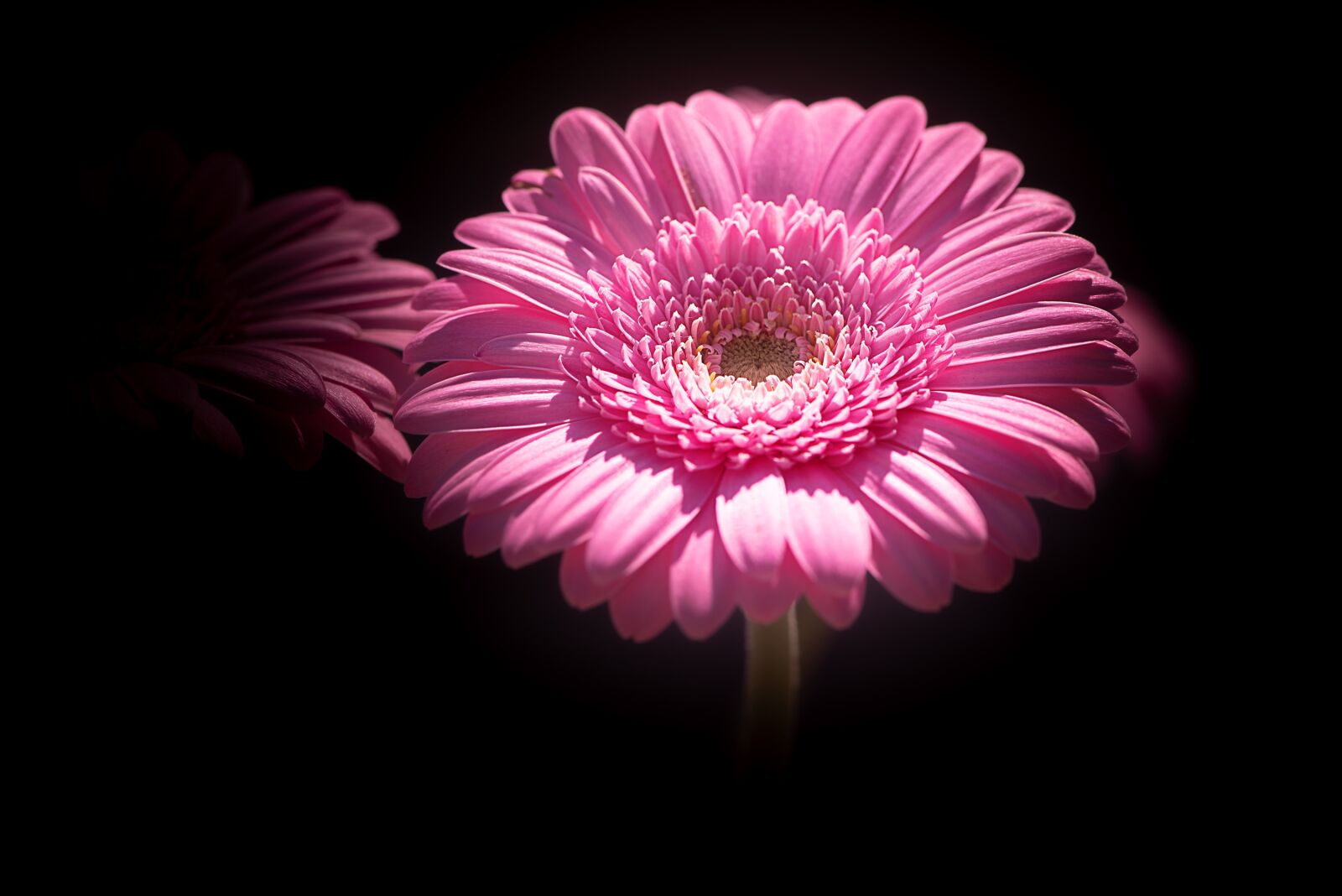 Nikon D750 sample photo. Marguerite, pink, pink daisy photography