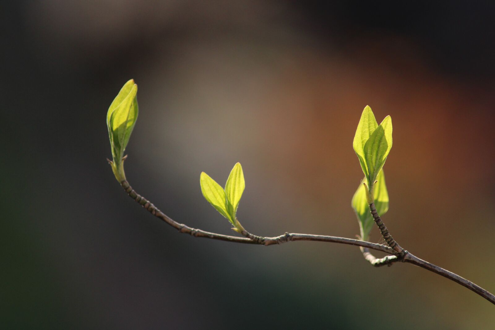 Canon EOS 2000D (EOS Rebel T7 / EOS Kiss X90 / EOS 1500D) sample photo. Branch, leaves, spring photography