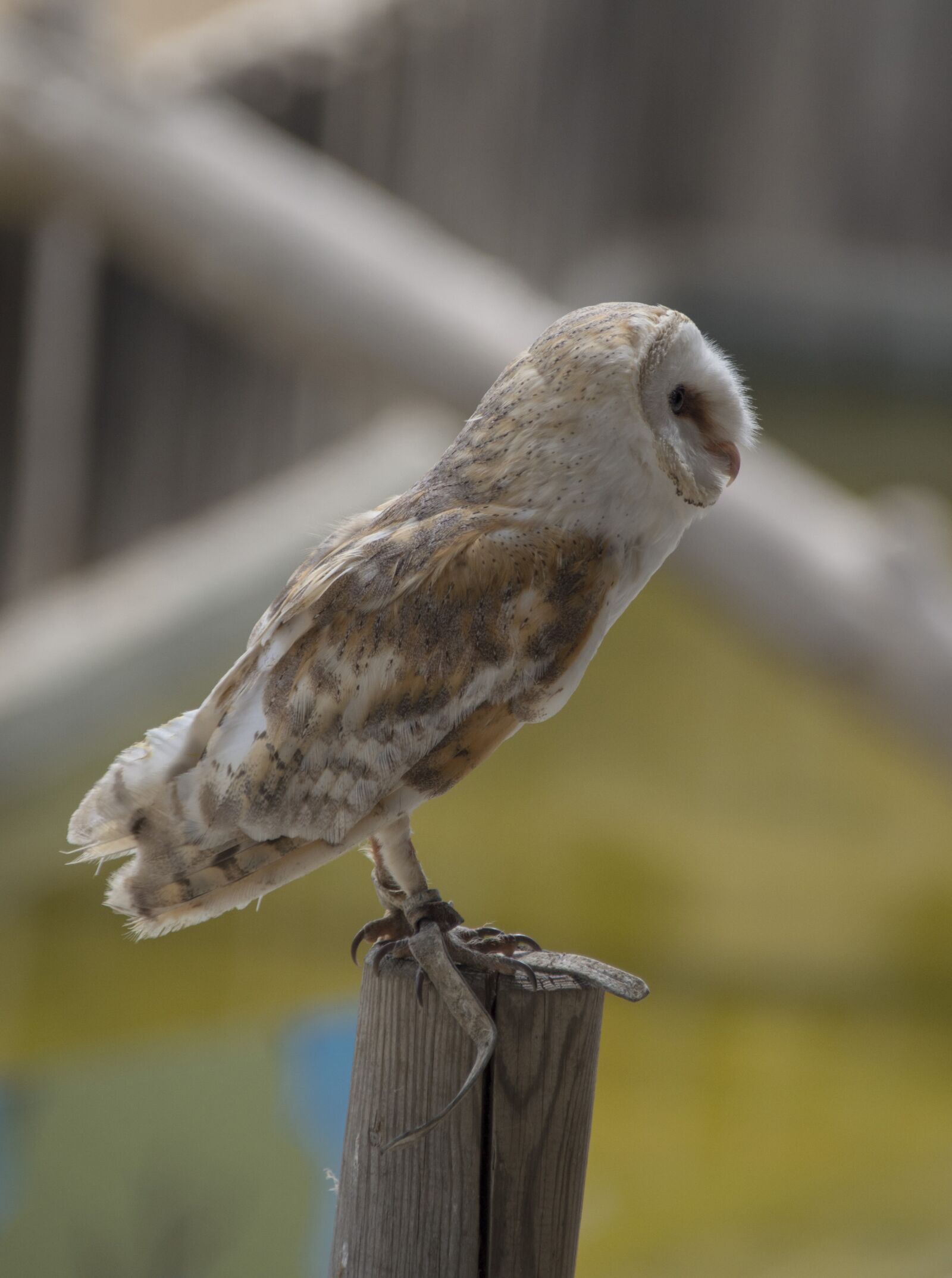 Nikon D3200 sample photo. Bird, wildlife, animal photography