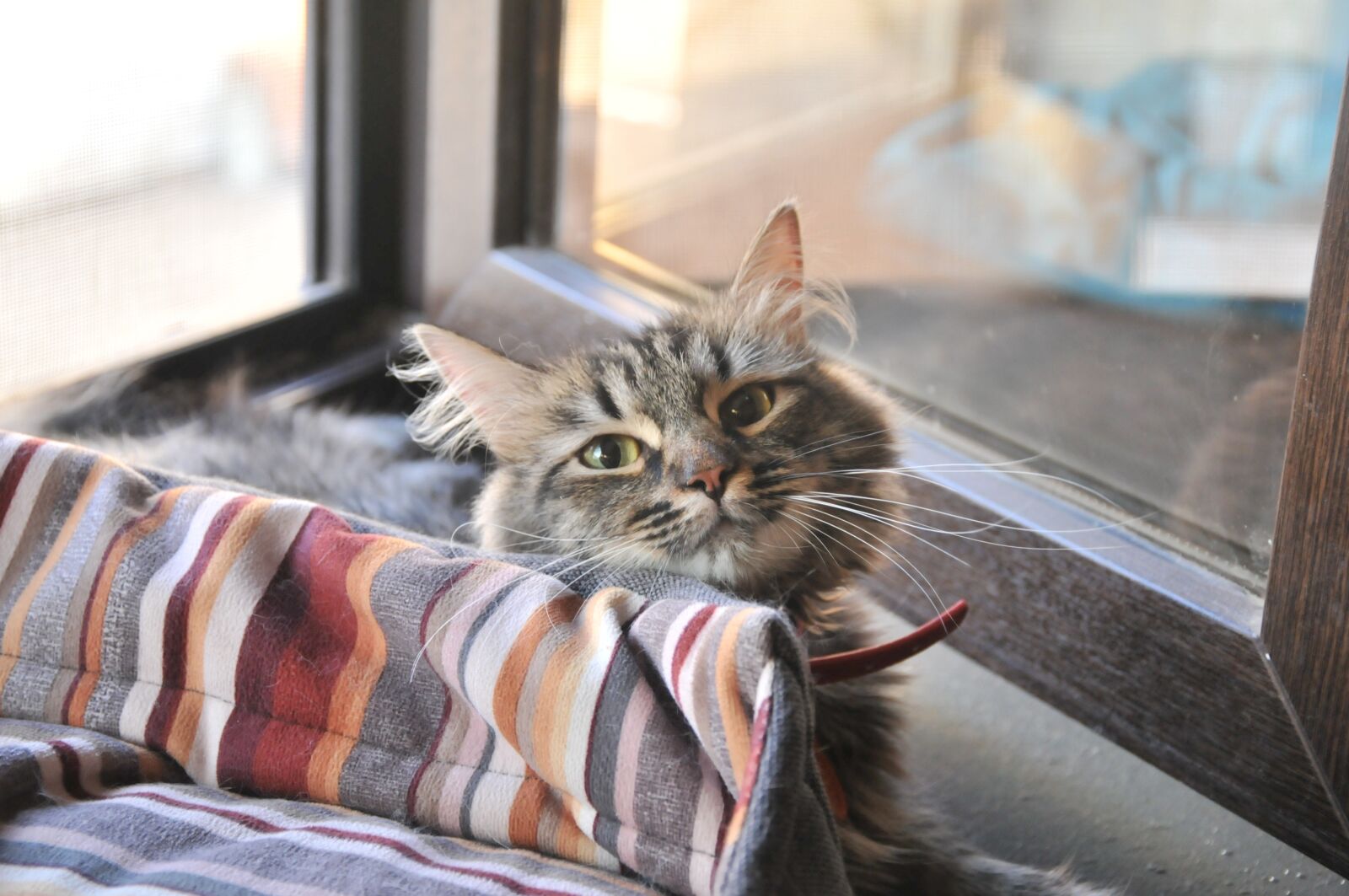 Nikon D300S sample photo. Vacation, comfort, cat photography