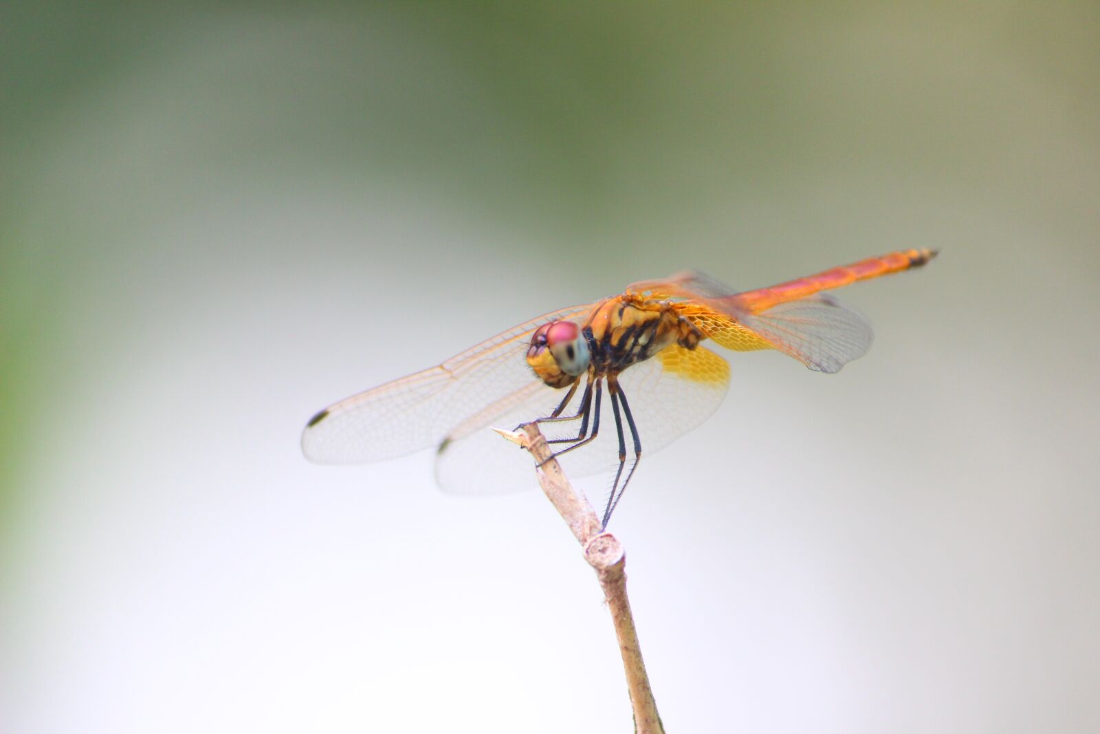 Canon EOS 600D (Rebel EOS T3i / EOS Kiss X5) sample photo. Dragonfly, insect, nature photography