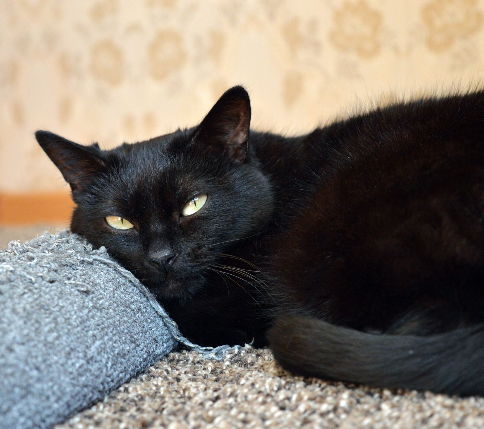 Nikon D3200 sample photo. Black cat, scratching posts photography