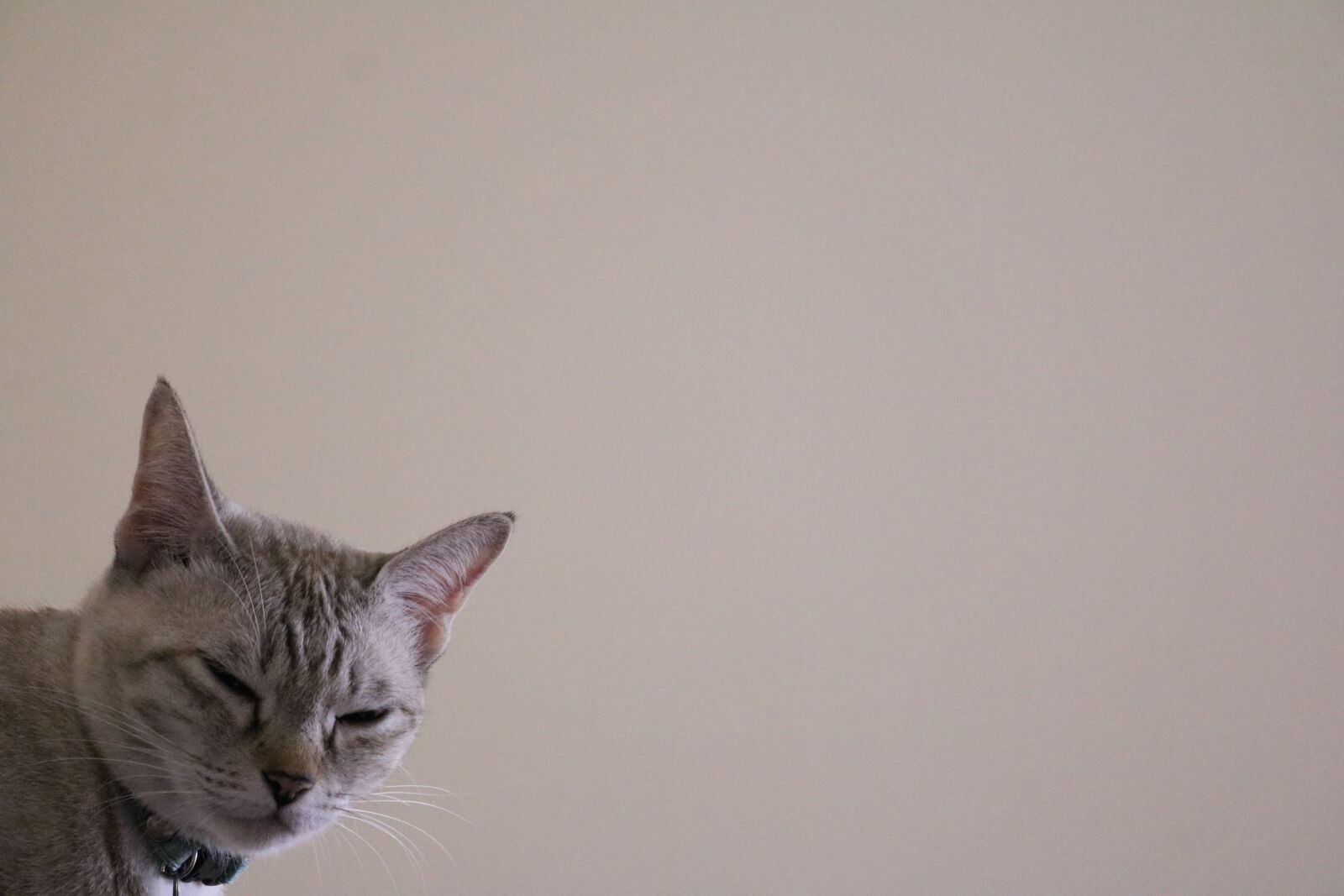 Canon EOS 750D (EOS Rebel T6i / EOS Kiss X8i) + Canon EF-S 18-55mm F3.5-5.6 IS STM sample photo. Cat photography