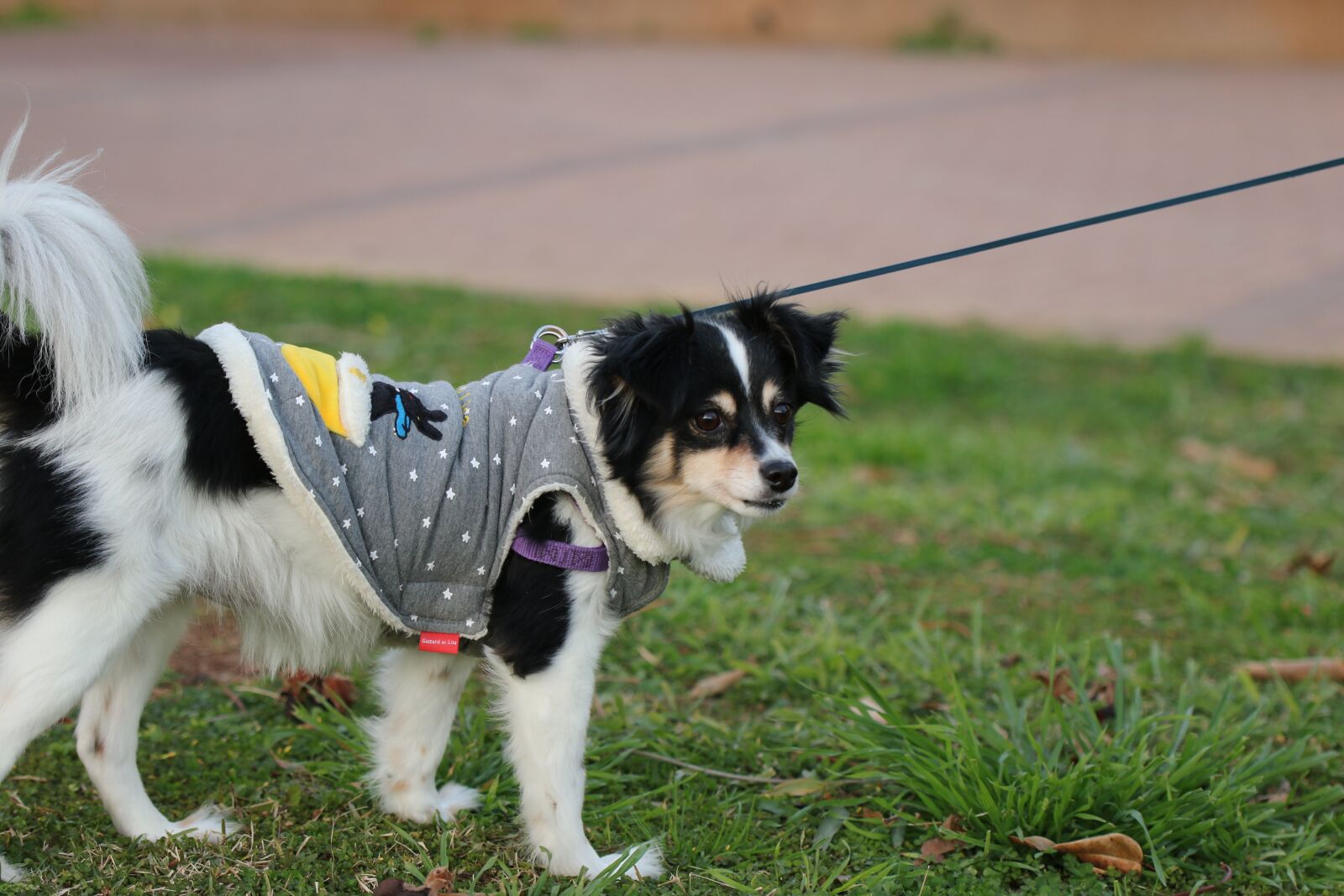 Canon EOS 7D Mark II sample photo. Dog, cute, adorable photography