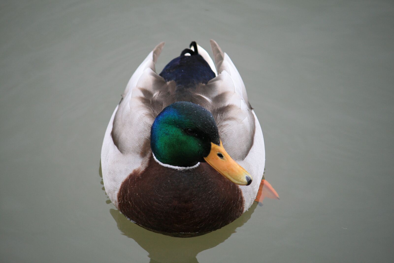 Canon EOS 400D (EOS Digital Rebel XTi / EOS Kiss Digital X) sample photo. Duck, water bird, duck photography