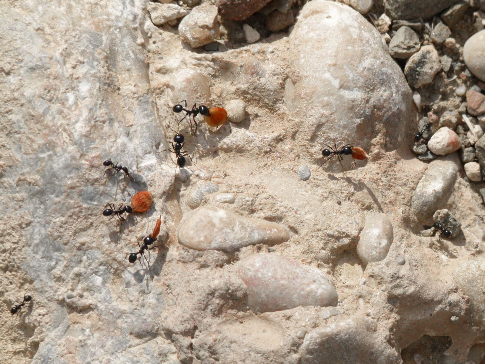 Leica V-Lux 2 sample photo. Ants, the cicada and photography
