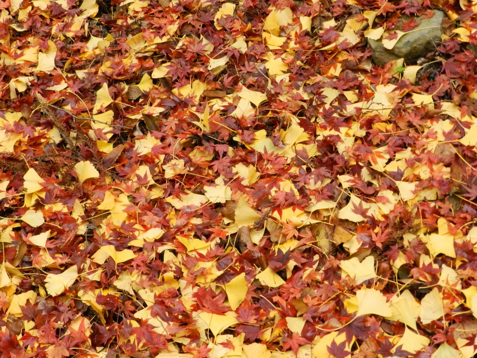 Nikon Coolpix P500 sample photo. Autumn, leaves, fall photography
