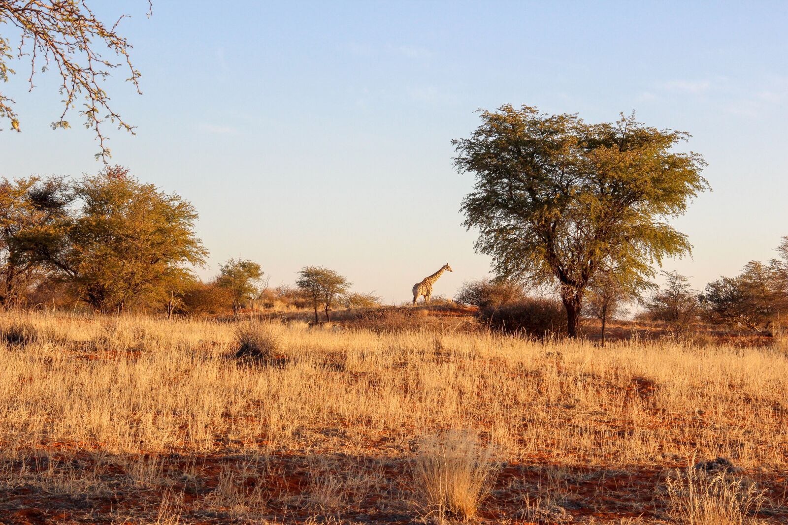 Canon EOS 600D (Rebel EOS T3i / EOS Kiss X5) sample photo. Giraffe, nature, africa photography