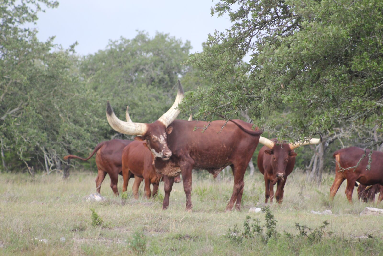 Canon EOS 550D (EOS Rebel T2i / EOS Kiss X4) sample photo. Cattle, watusi, livestock photography