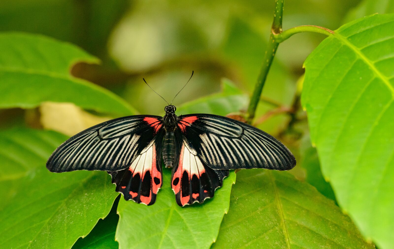 Nikon D800E sample photo. Butterfly, tropical, the exotic photography