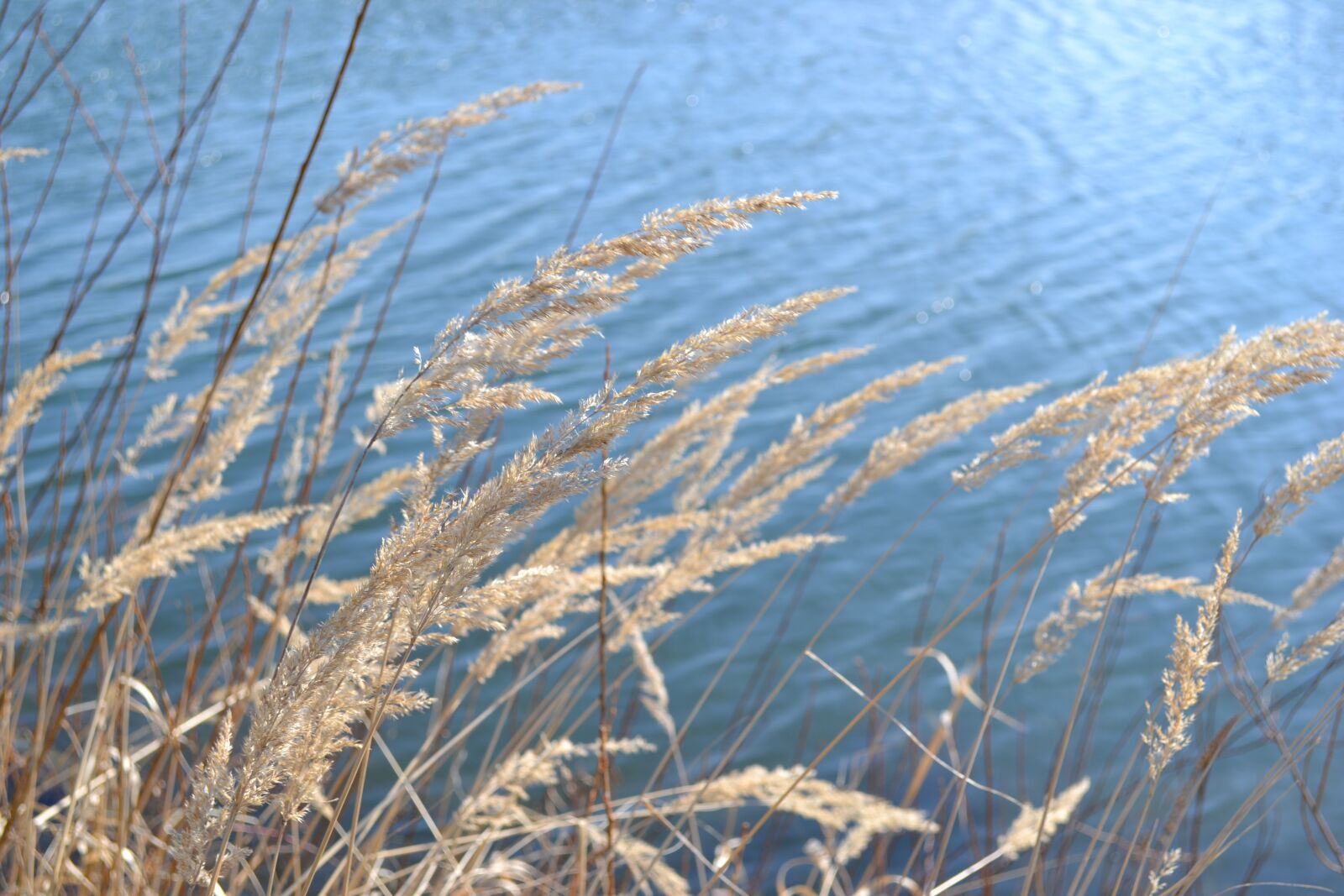 Nikon D3100 sample photo. Grasses, lake, reed photography