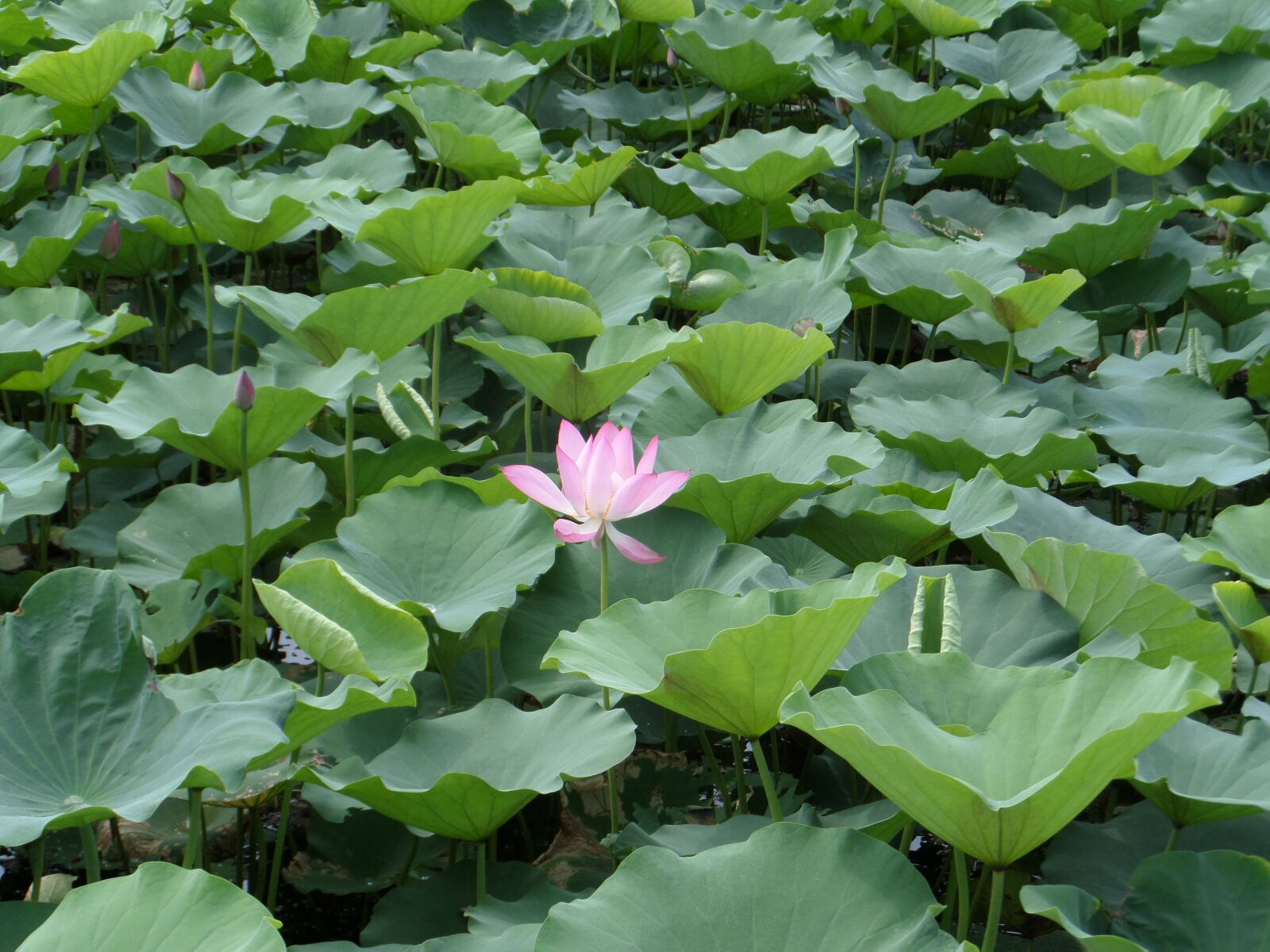Samsung WB200F/WB201F/WB202F sample photo. Nansha wetland park, lotus photography