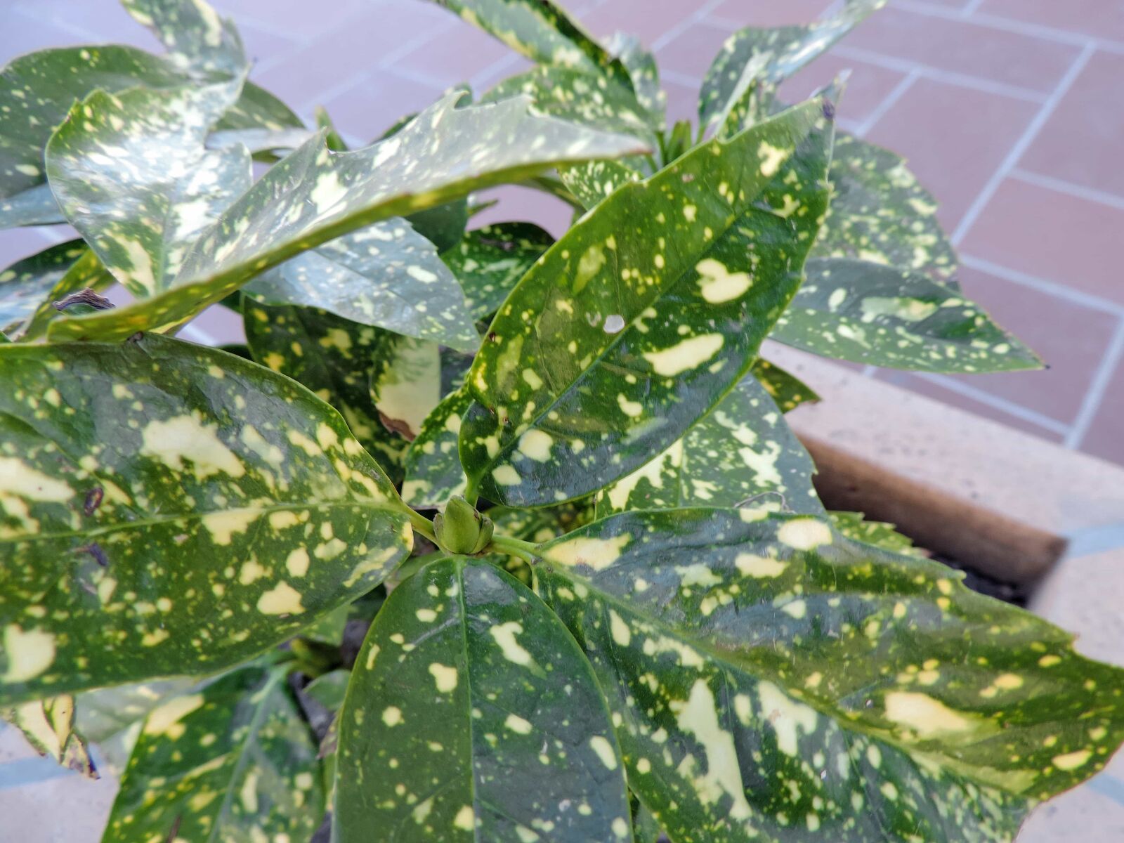 Nikon Coolpix P520 sample photo. Green leaves, greenish yellow photography