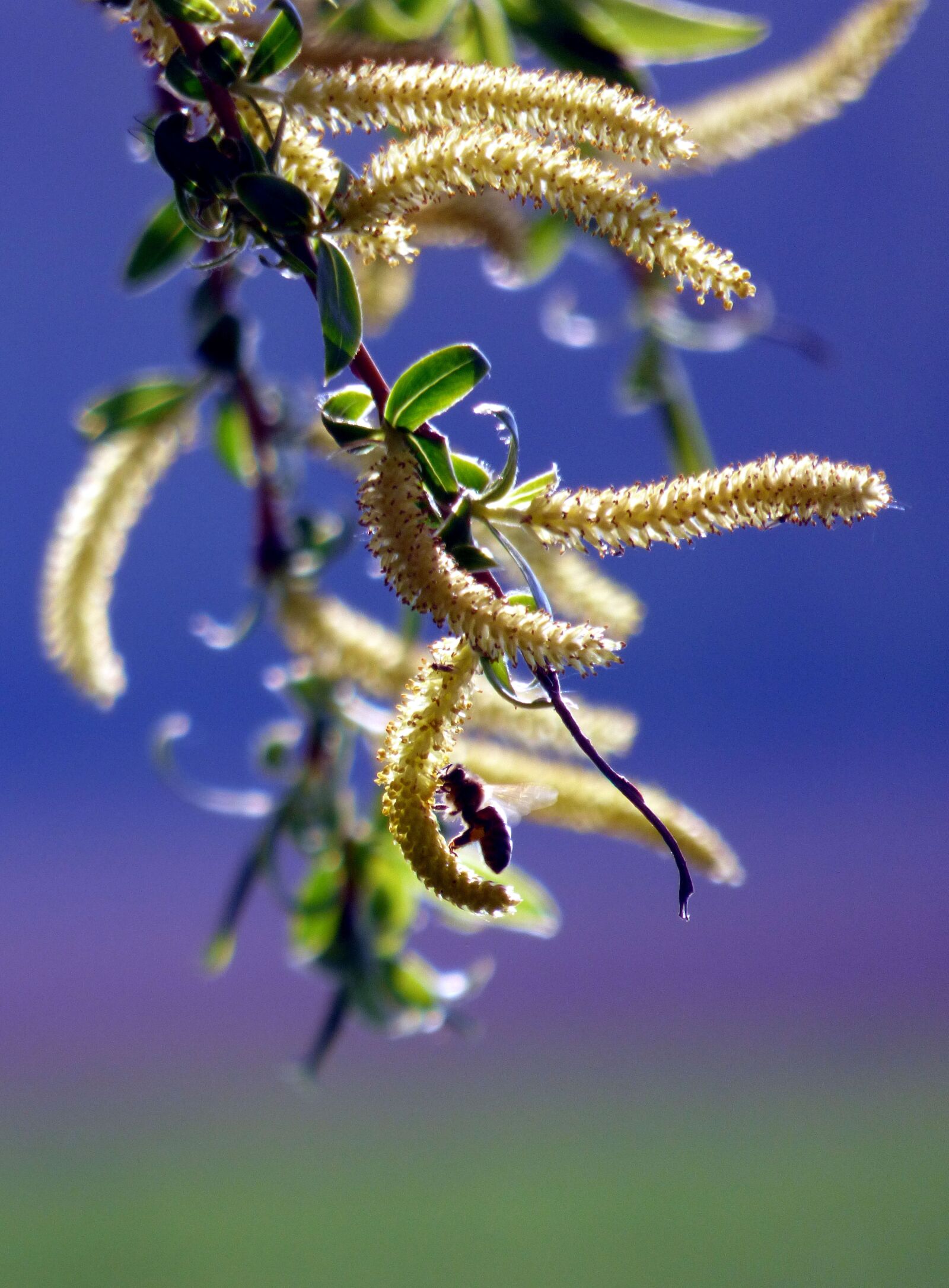 Panasonic DMC-FZ72 sample photo. Tree, willow, bee photography