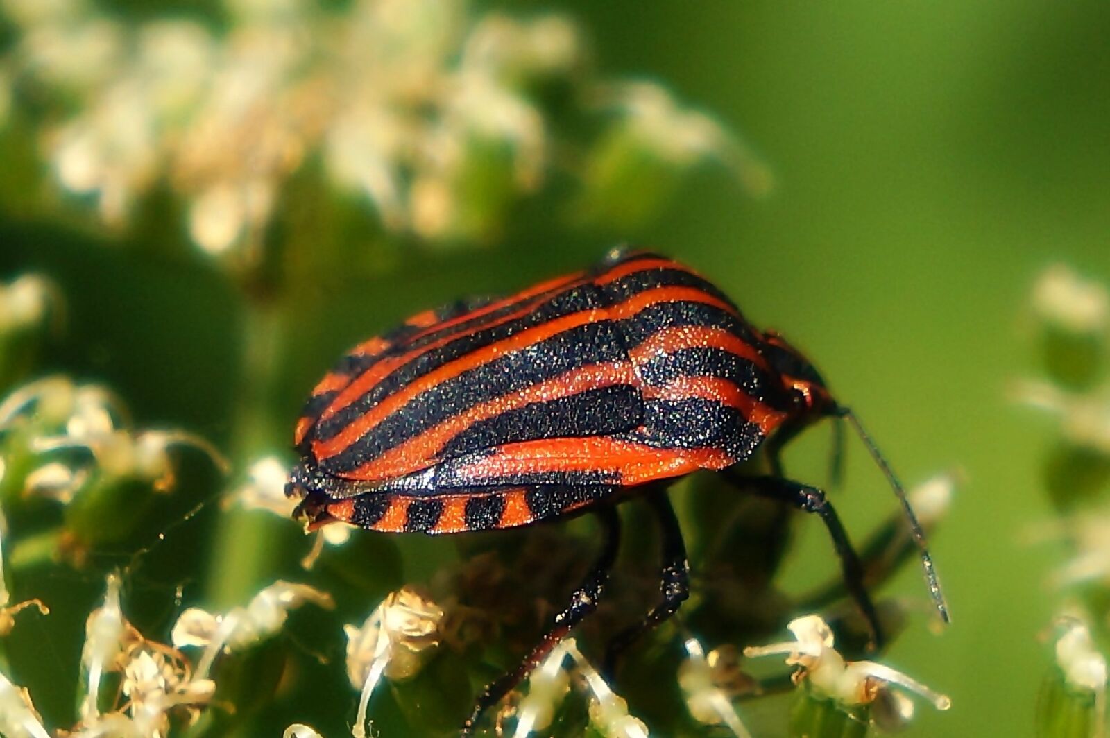 Sony Alpha a3000 sample photo. Insect, the beetle, color photography