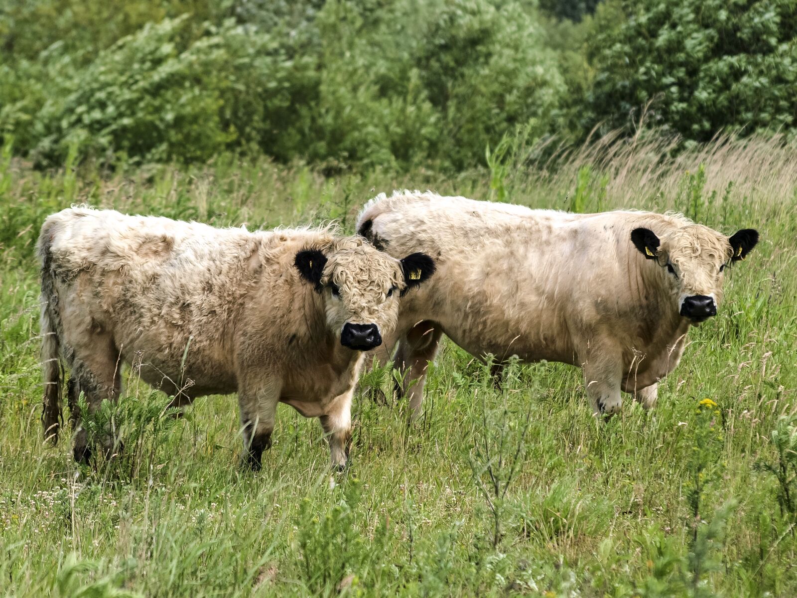 Olympus E-3 sample photo. Galloway, beef, weidetier photography