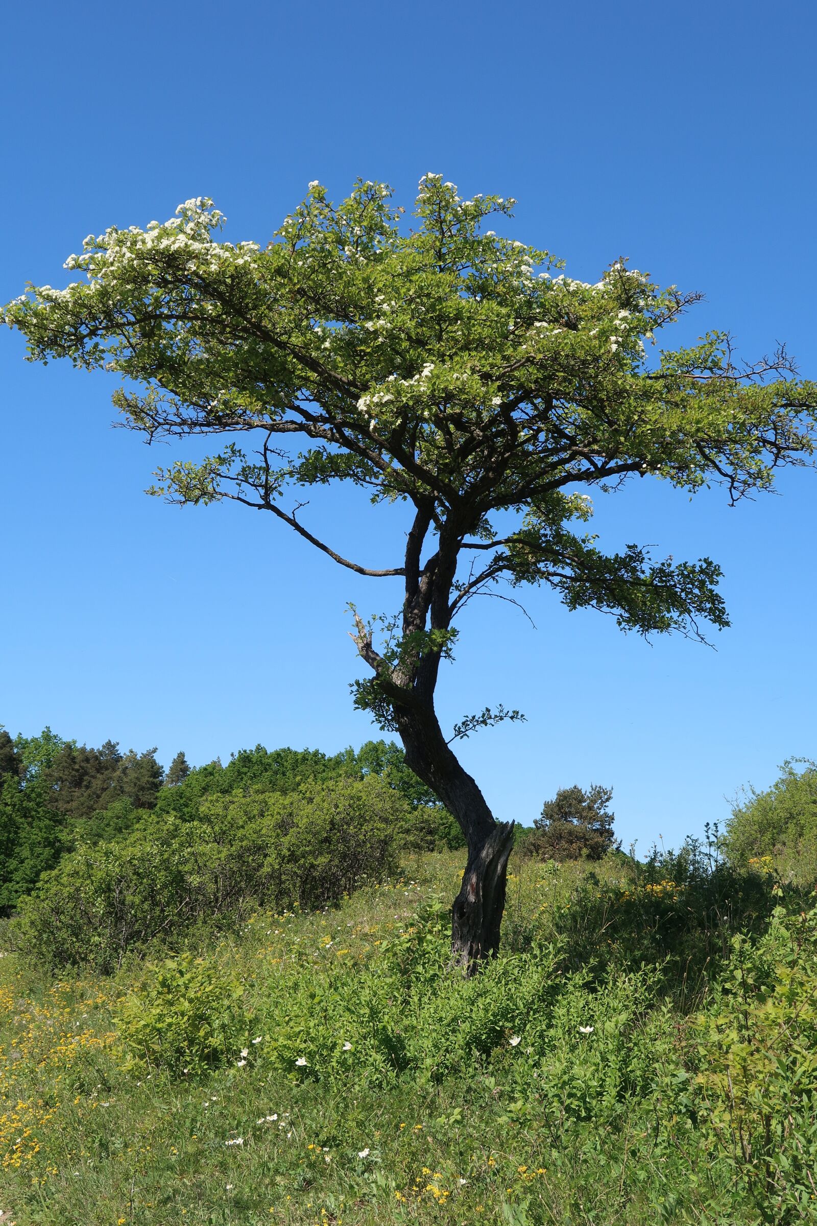 Canon PowerShot G7 X Mark II sample photo. Nature, tree, landscape photography