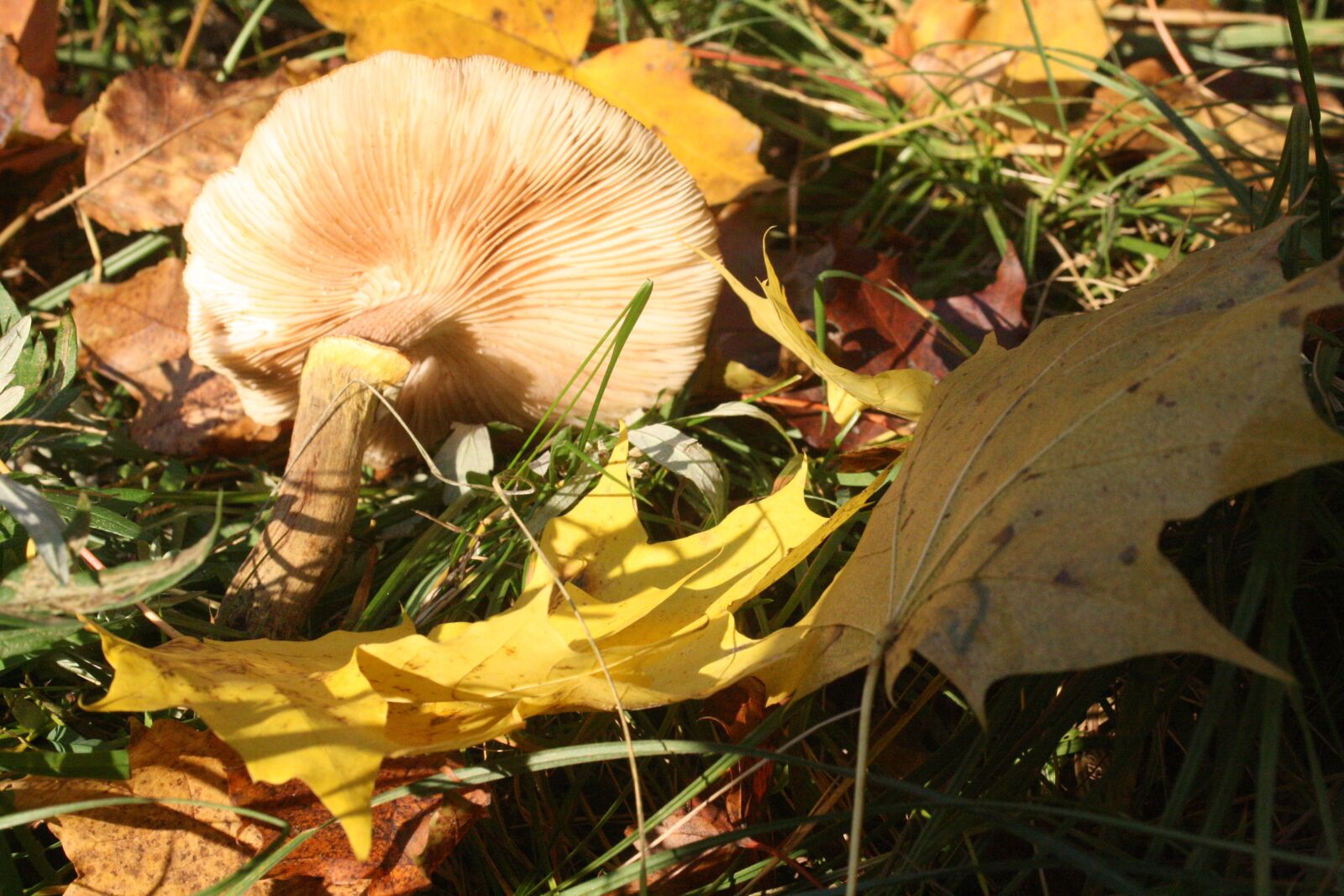 Canon EOS 1000D (EOS Digital Rebel XS / EOS Kiss F) sample photo. Mushroom, screen fungus, disc photography