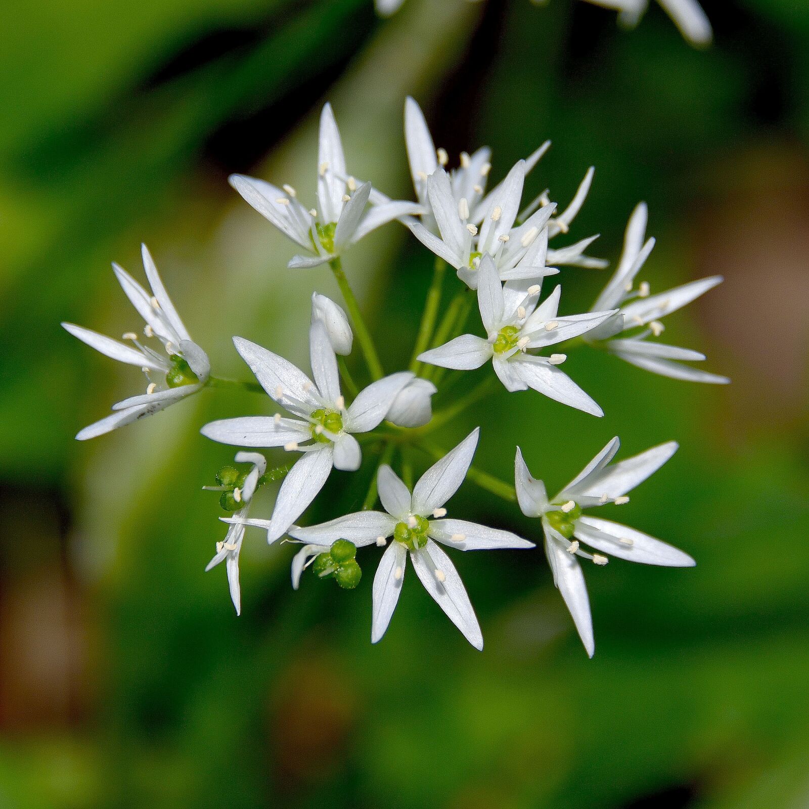 Nikon D750 sample photo. Bear's garlic, blossom, bloom photography