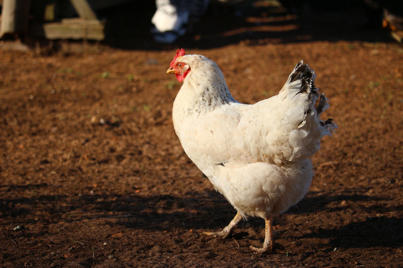 Canon EOS 100D (EOS Rebel SL1 / EOS Kiss X7) sample photo. Bird, chicken, poultry photography