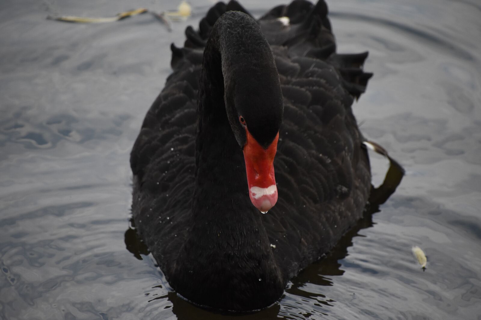 Nikon D7200 sample photo. Black swan, close-up, red photography