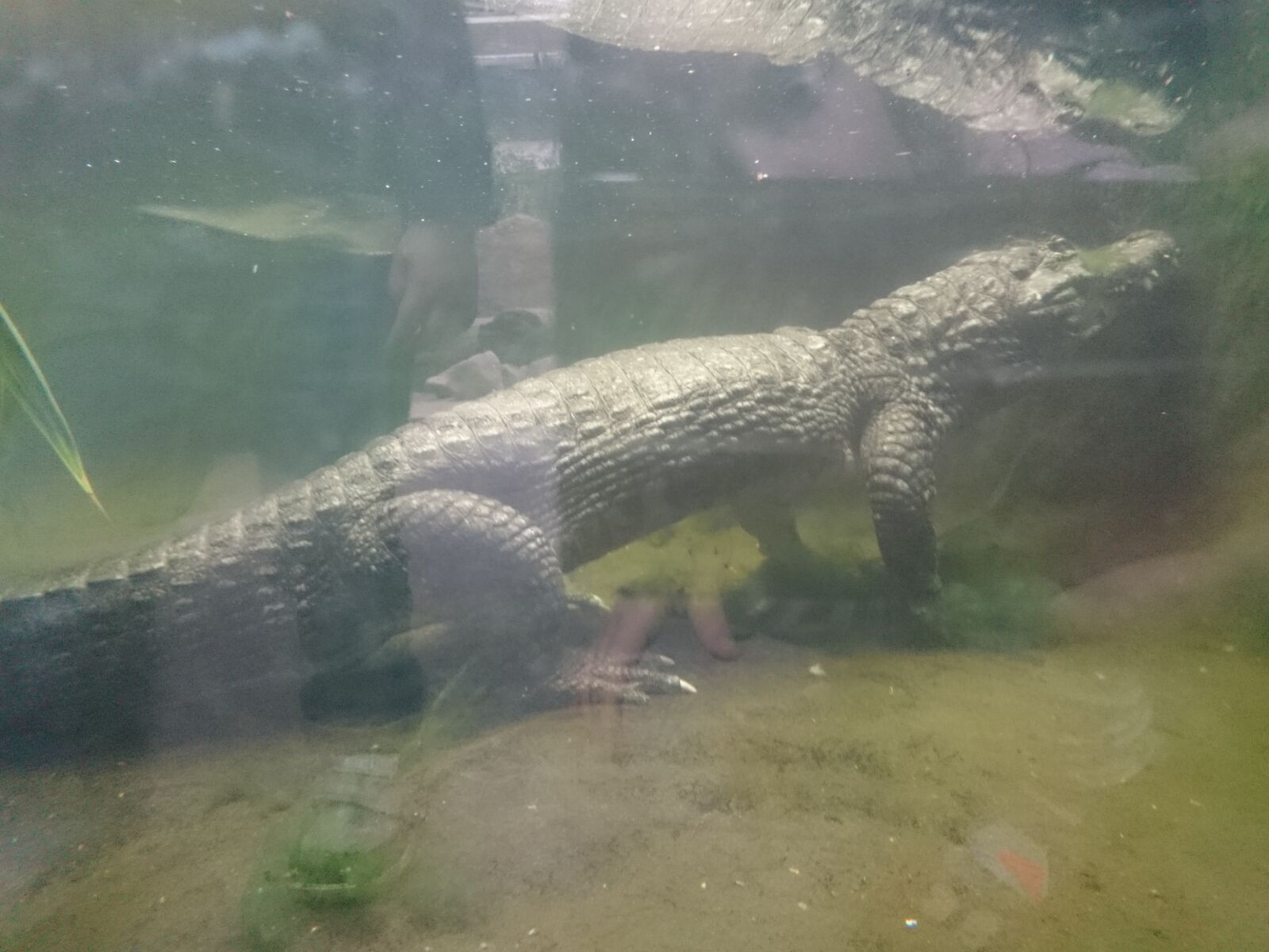 Sony Xperia Z3 Compact sample photo. Crocodile, alligator, gad photography