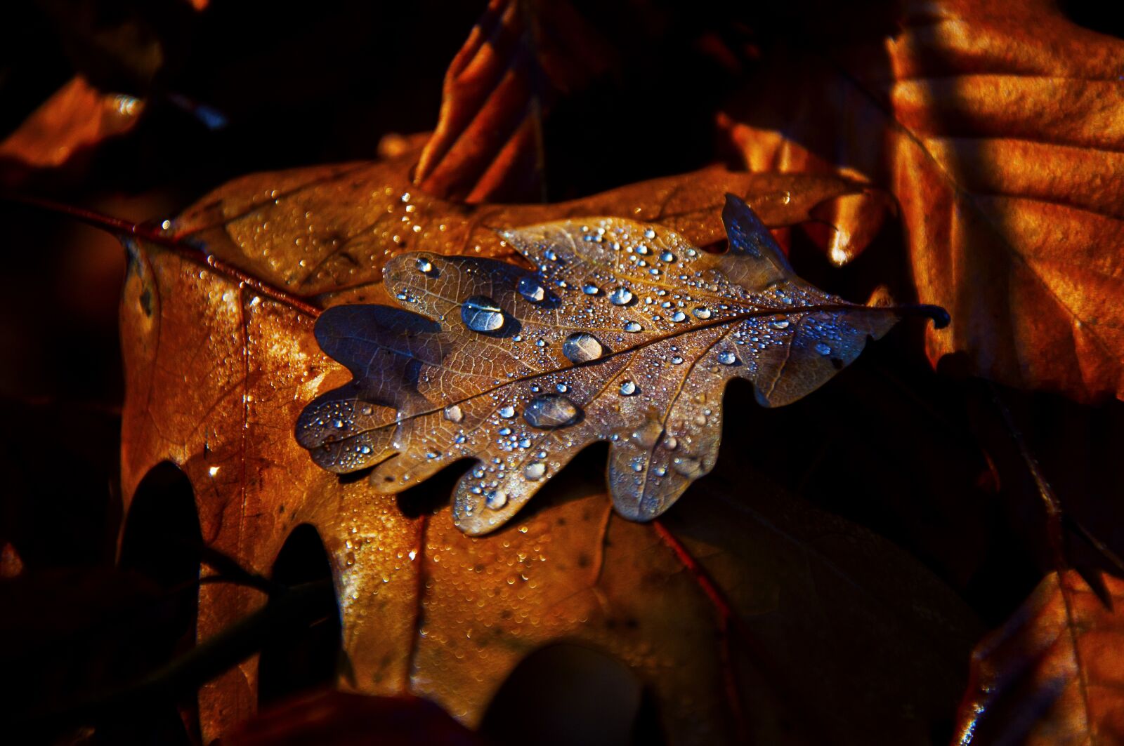 Nikon D90 sample photo. Autumn, leaf, forest photography