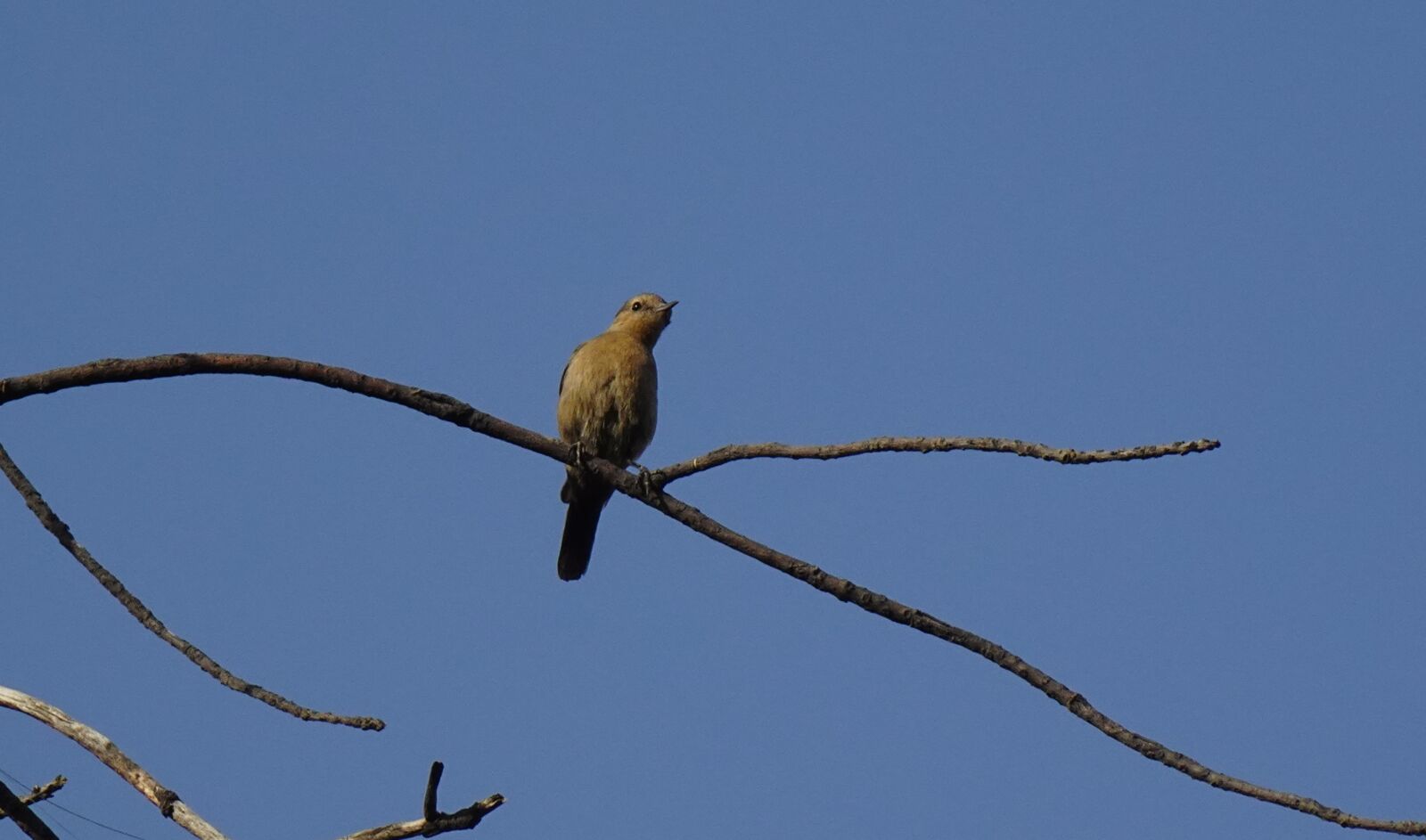 Sony DSC-WX800 sample photo. Bird, brown rock chat photography