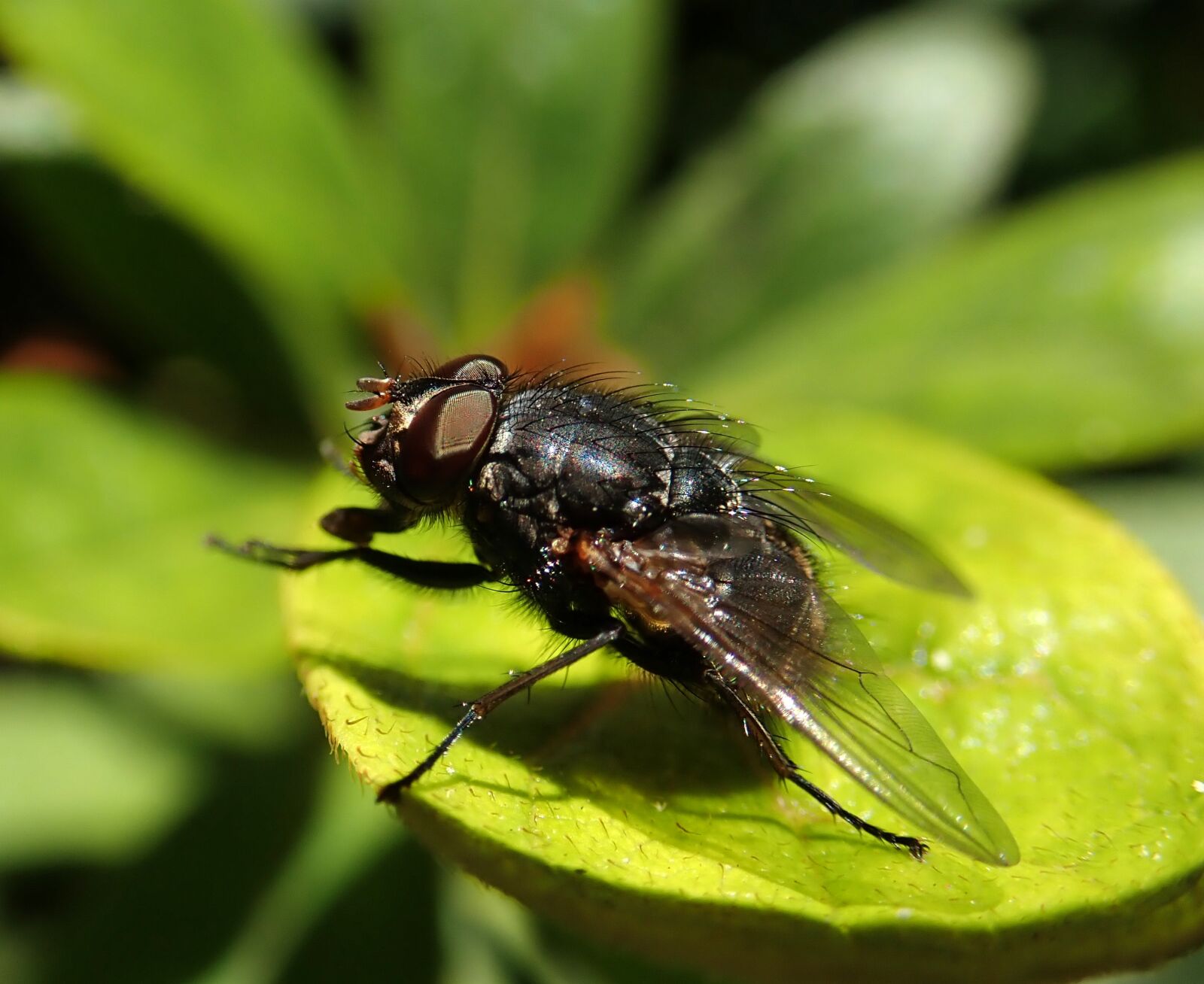 Olympus TG-5 sample photo. Fly, insect, wildlife photography