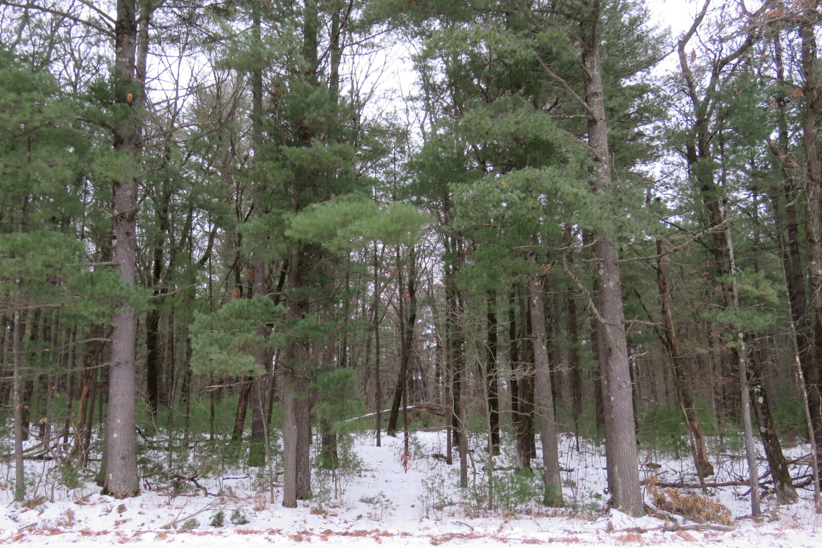 Canon PowerShot SX60 HS sample photo. Sierra, pine, snow, trail photography